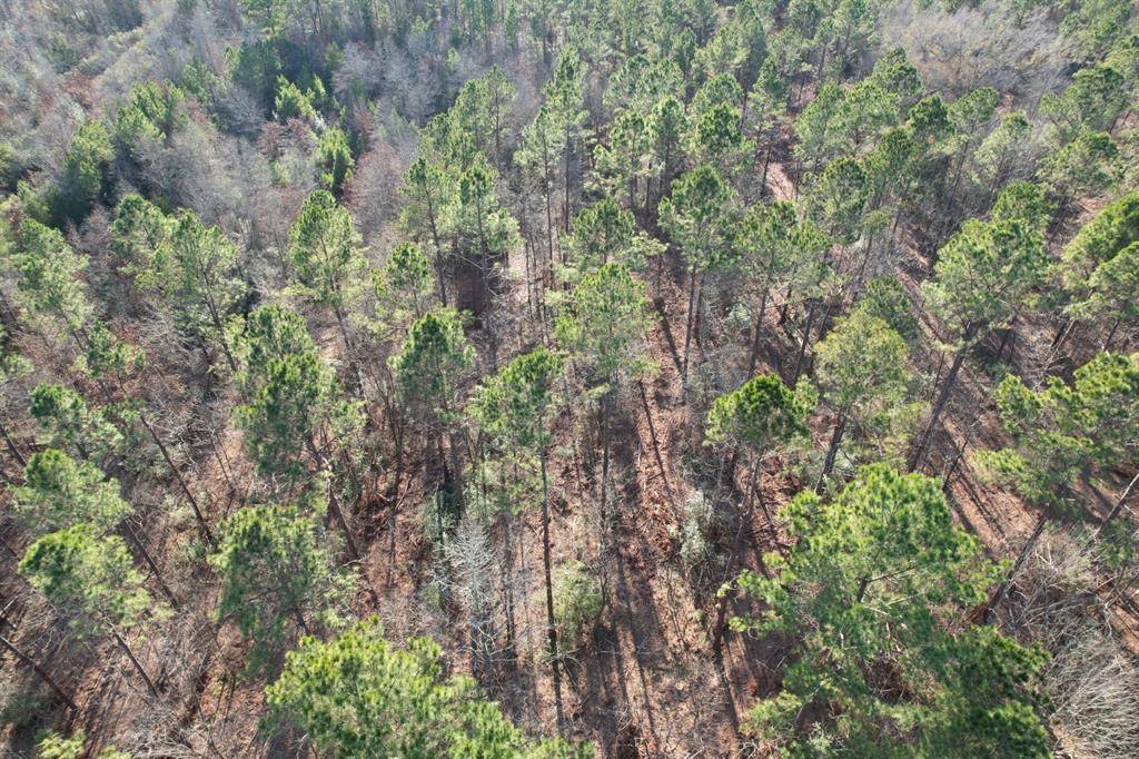 Beckville, TX 75631,TBD-A County Road 216