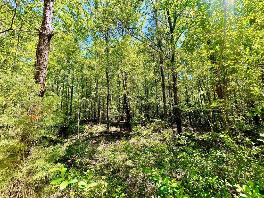 Minden, LA 71055,889 Fuller Cemetery E-5 Road