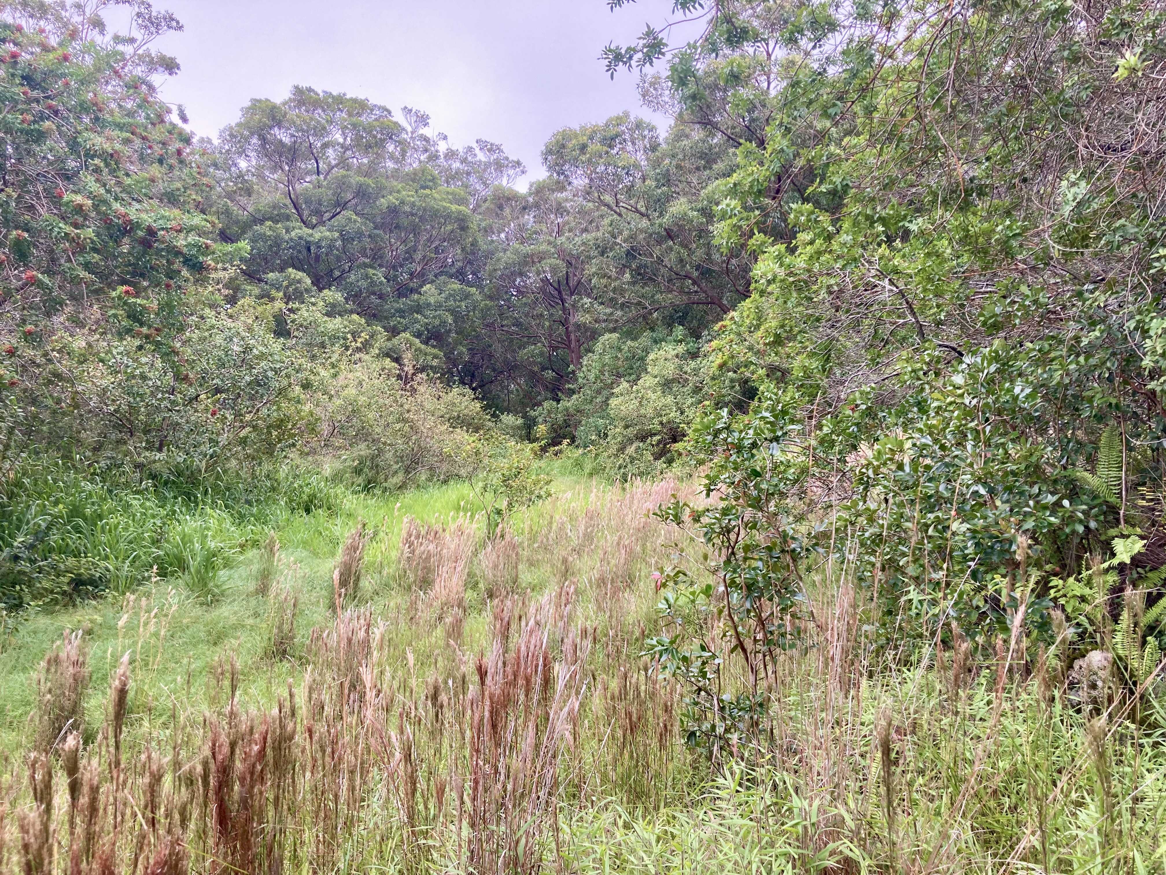 95-3970 HALEMAUNA ROAD, Naalehu, HI 96772