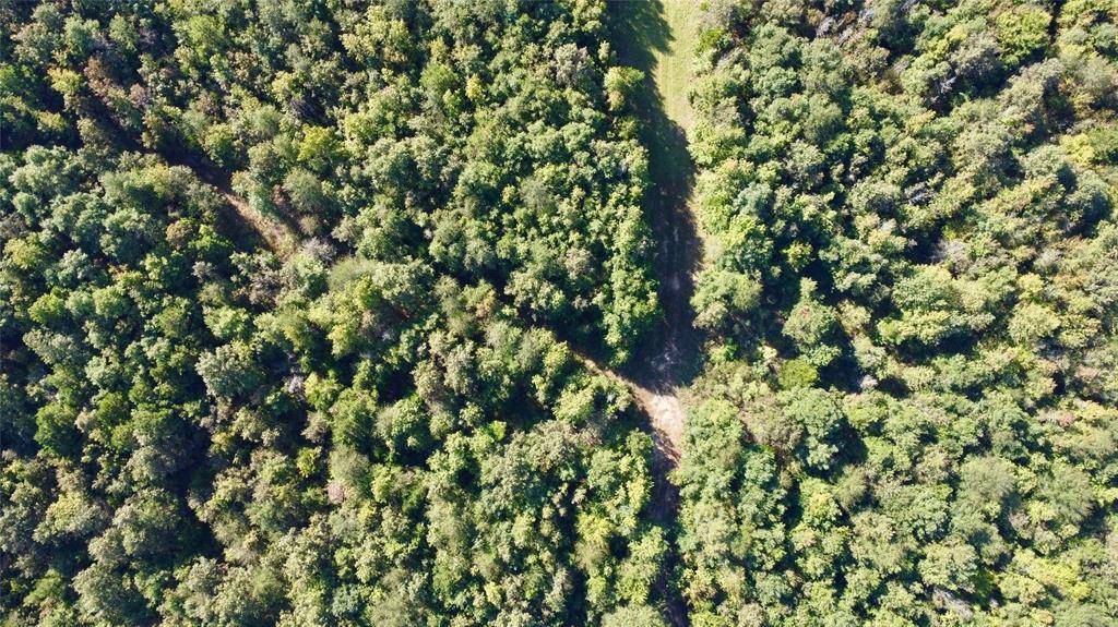 TBD CR 1579-1, Avinger, TX 75630