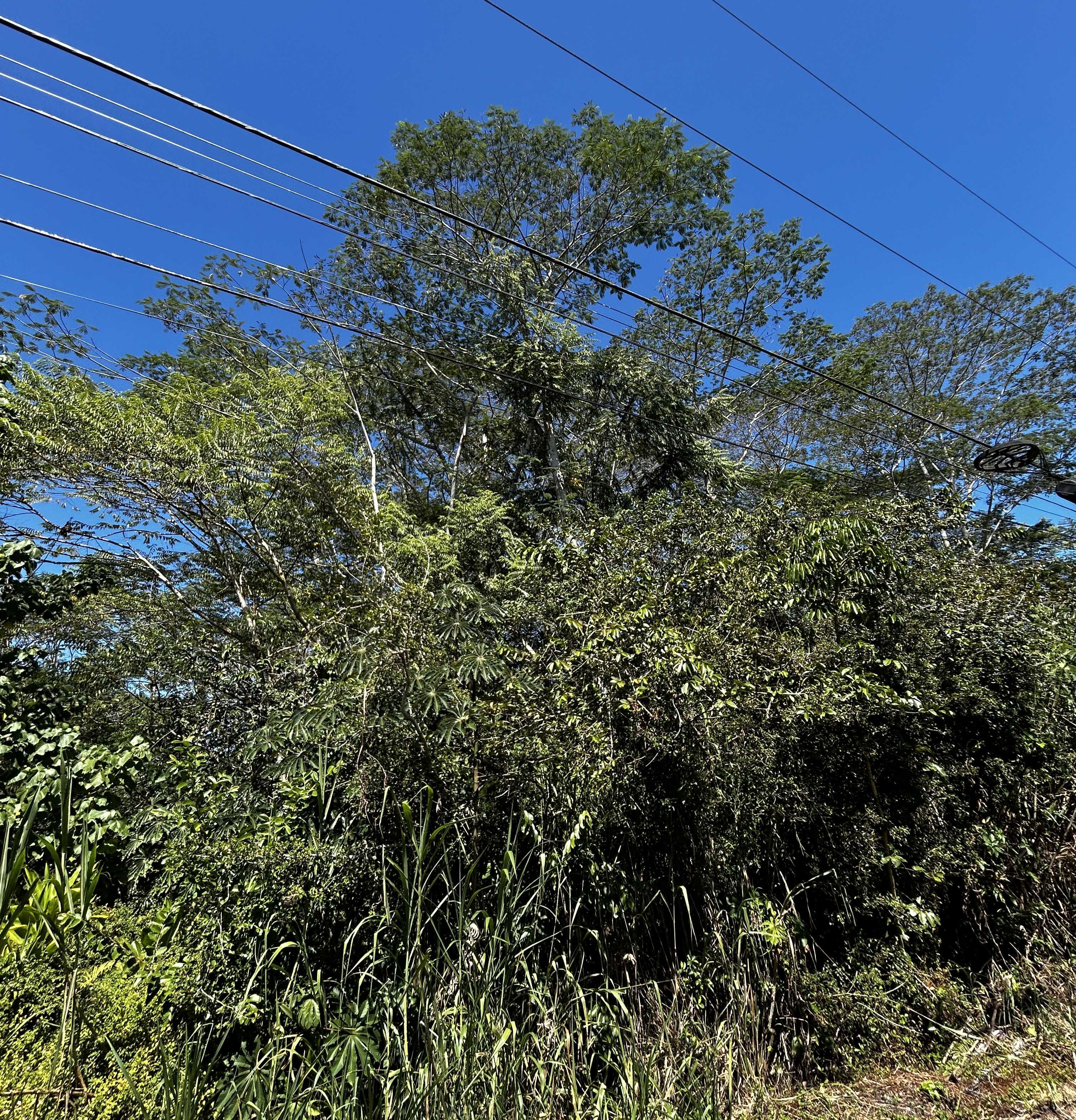15-2727 MOANO ST, Pahoa, HI 96778