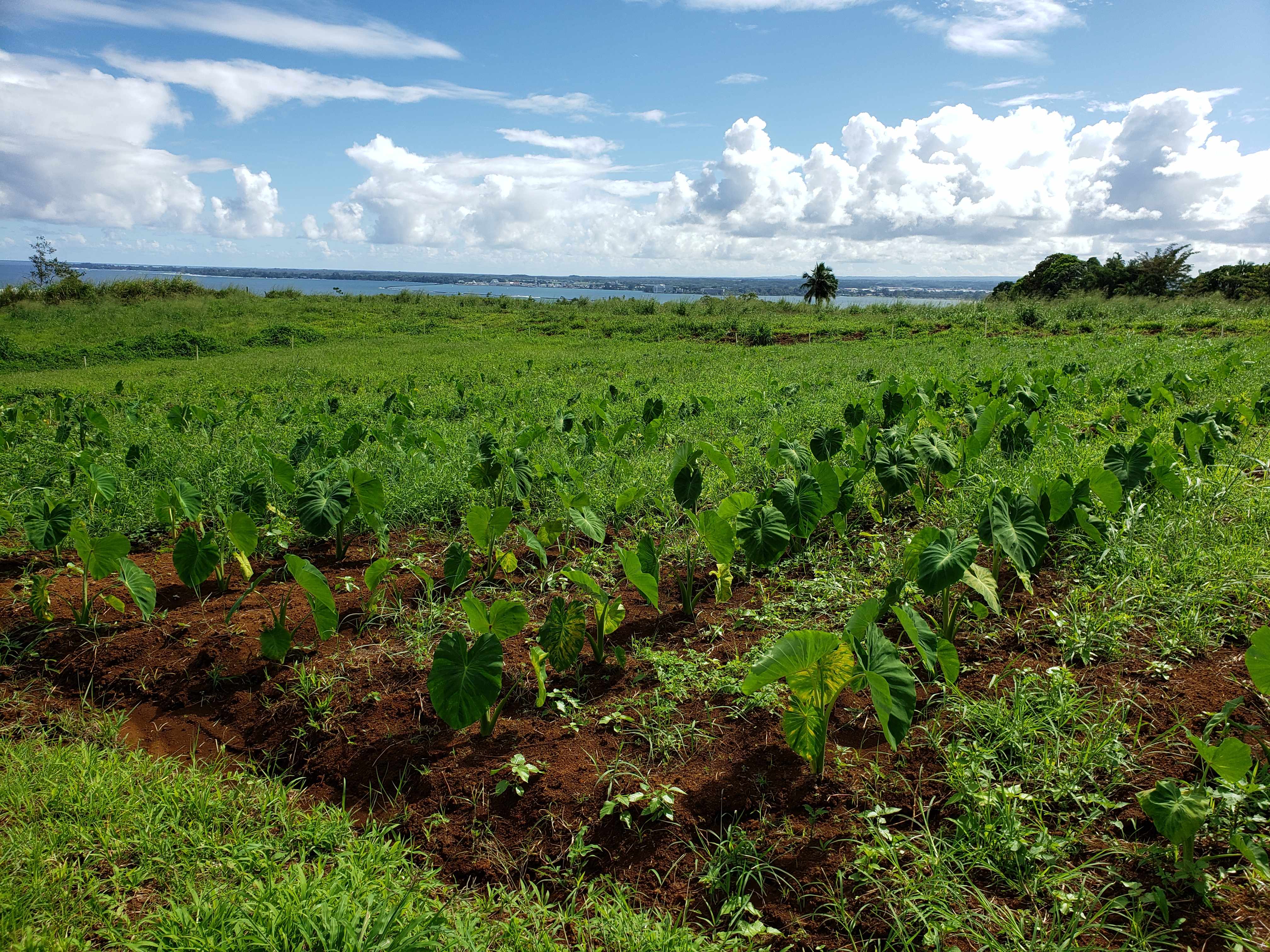 PUIA ROAD, Hilo, HI 96720