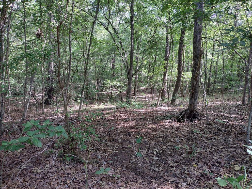 TBD Willow Point Marina Road, Avinger, TX 75668