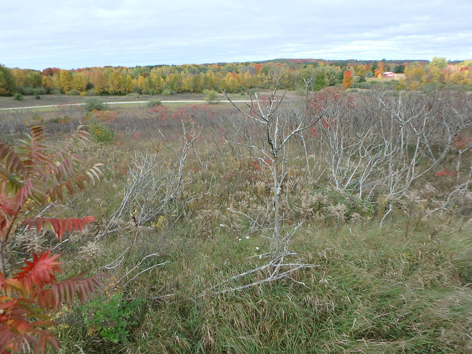 18155 Summerset Court, Benona Twp, MI 49455