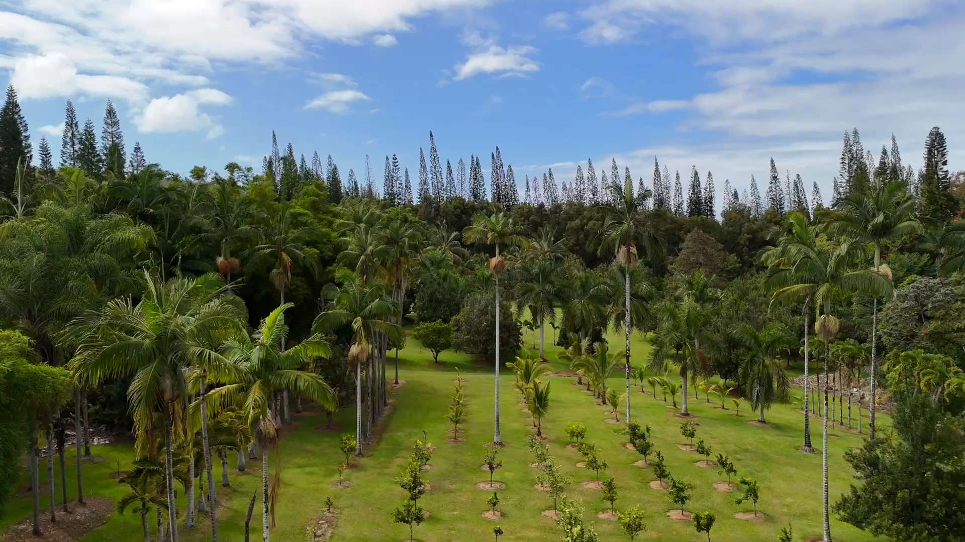 29-3707 KANNA ROAD, Hakalau, HI 96710