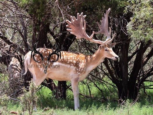 Buffalo4 Ranch County Road 290, Blackwell, TX 79506