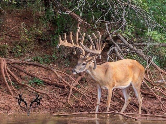 Buffalo4 Ranch County Road 290, Blackwell, TX 79506