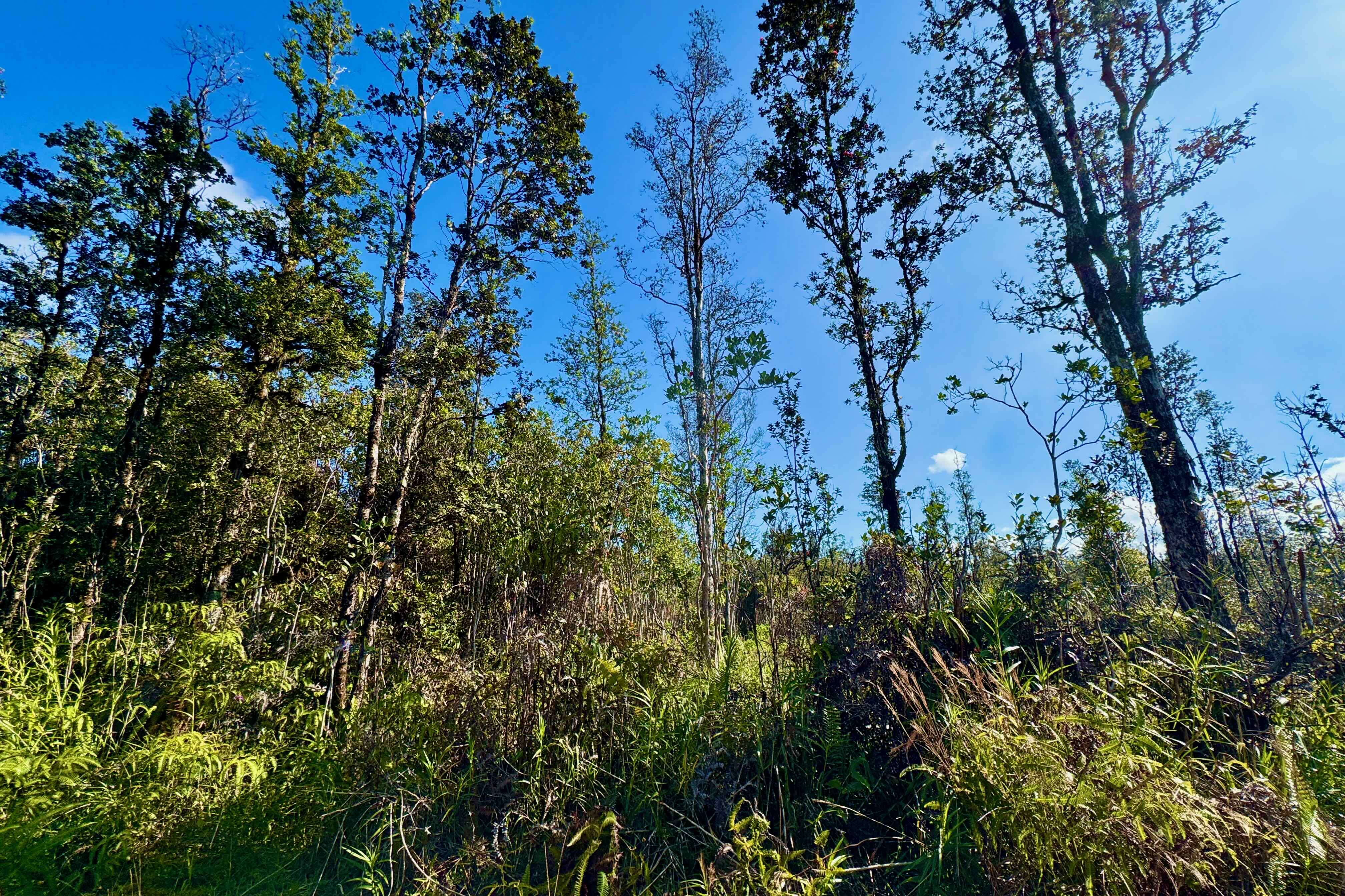 16-1301 ROAD 3 (HOPUE), Kurtistown, HI 96760