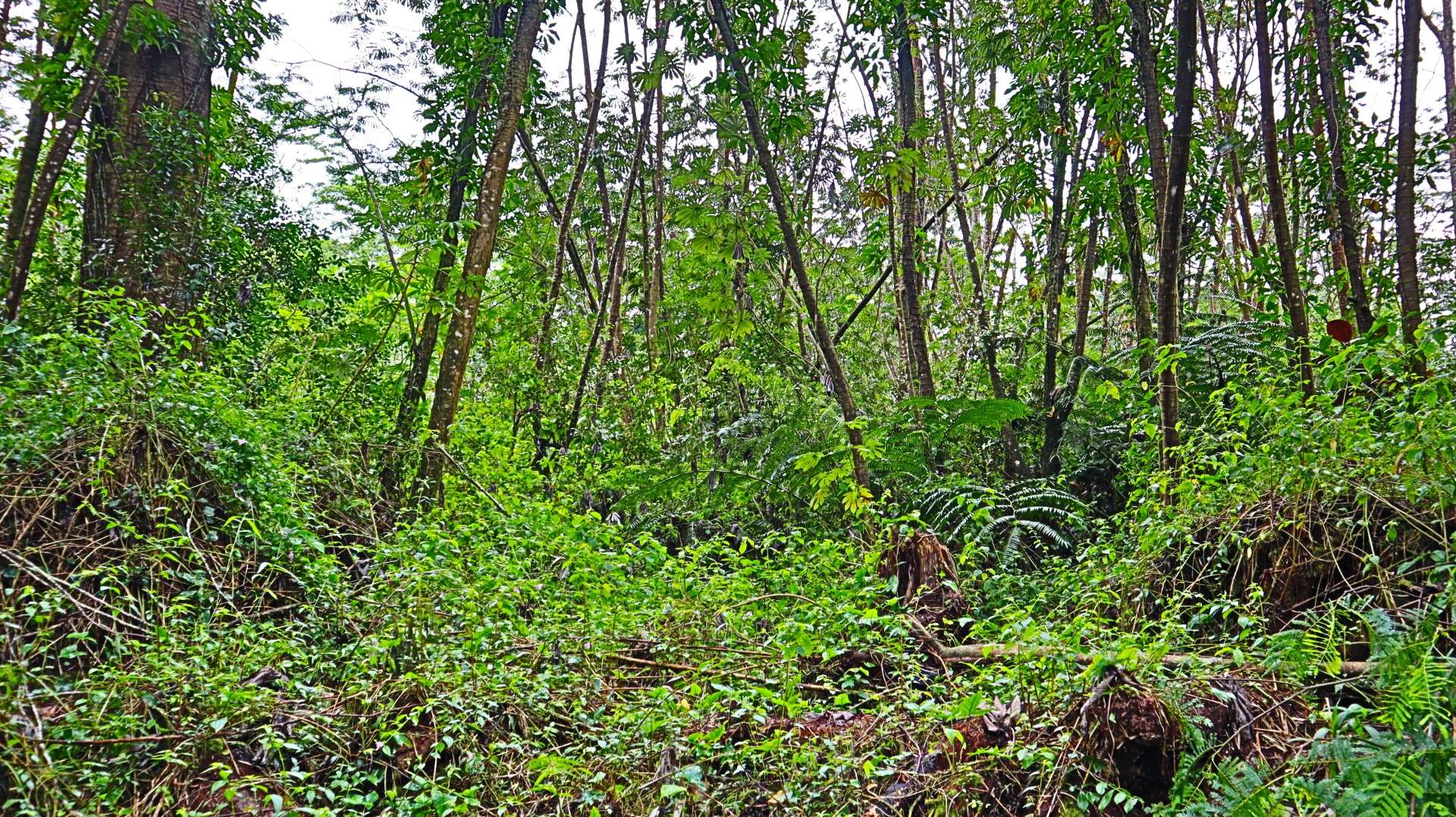 GINGER RD, Pahoa, HI 96778