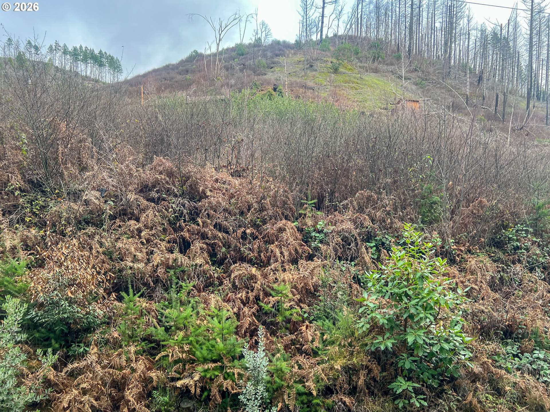 0 EVERGREEN LN, Idleyld Park, OR 97447