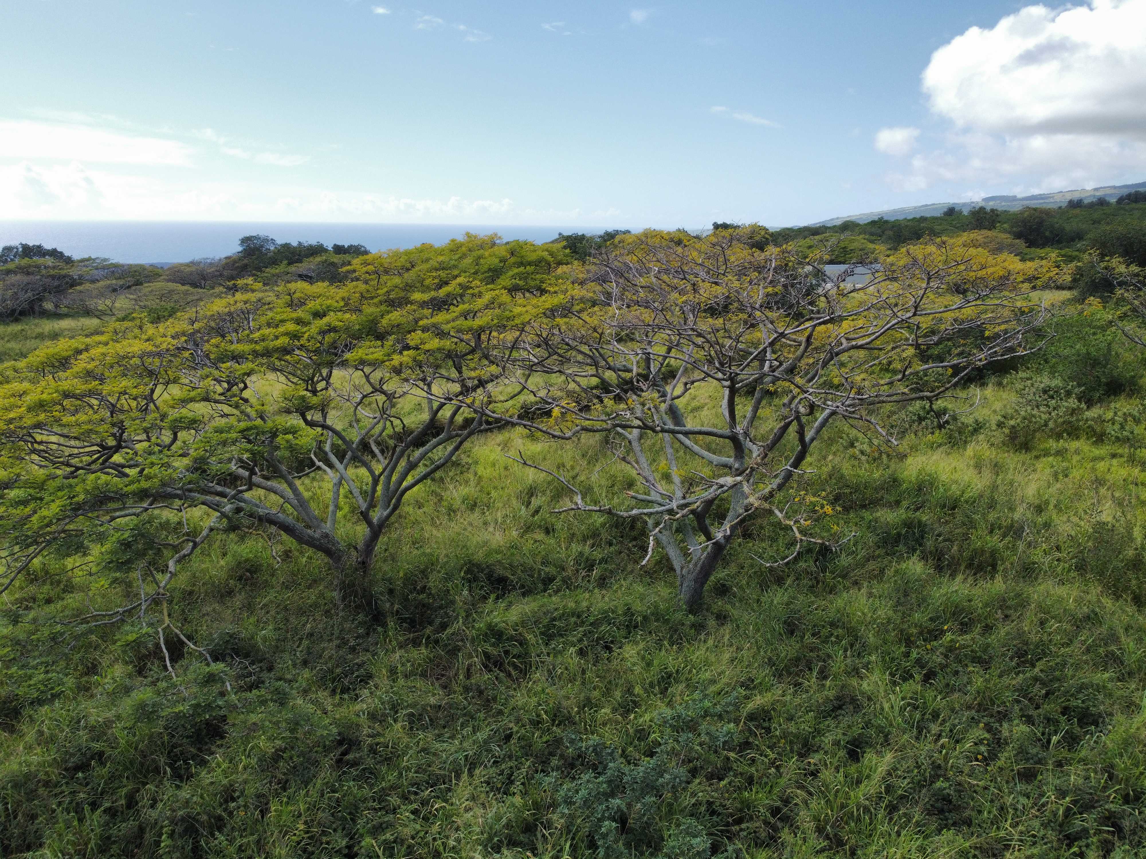 Naalehu, HI 96772