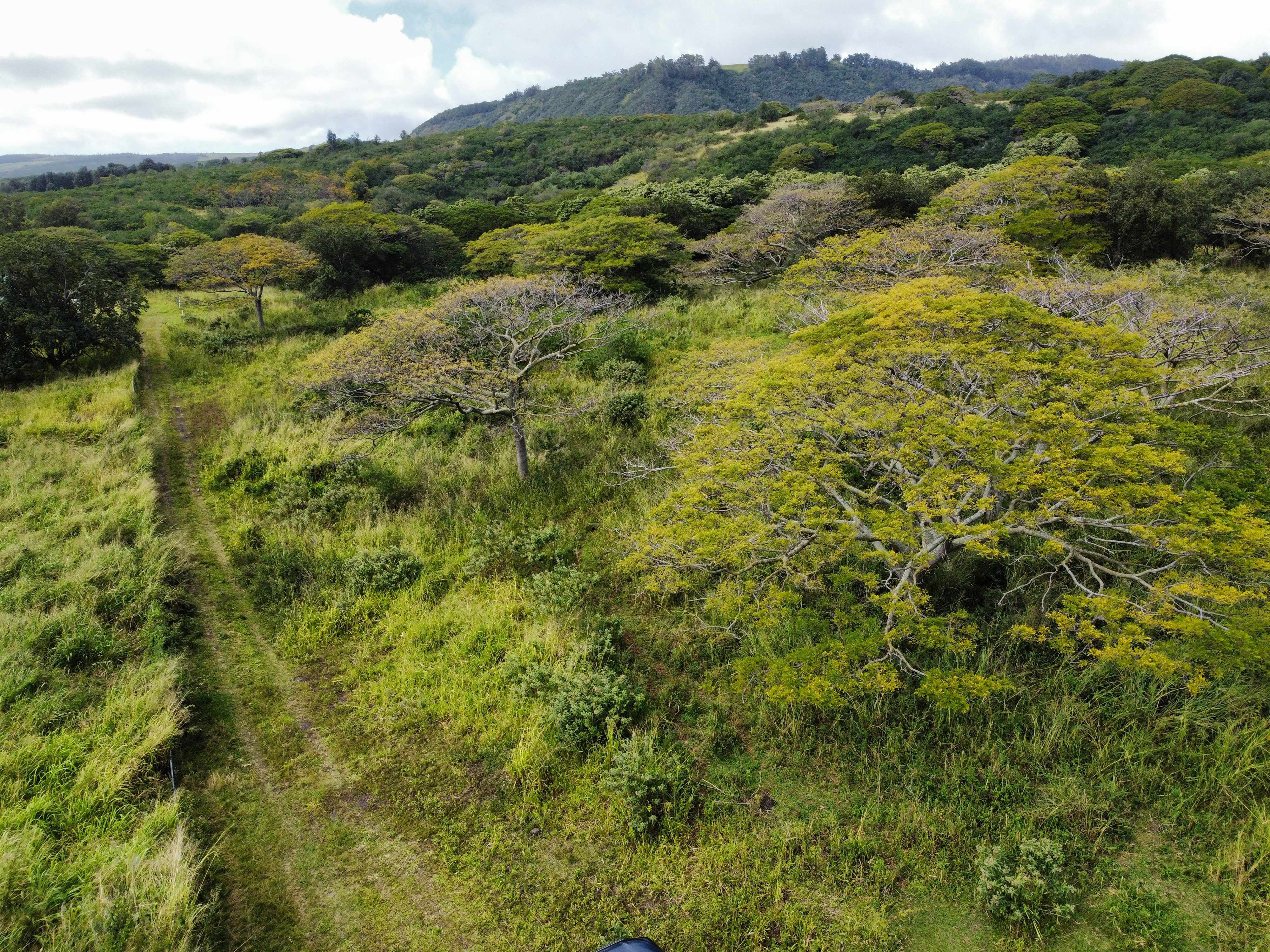 Naalehu, HI 96772