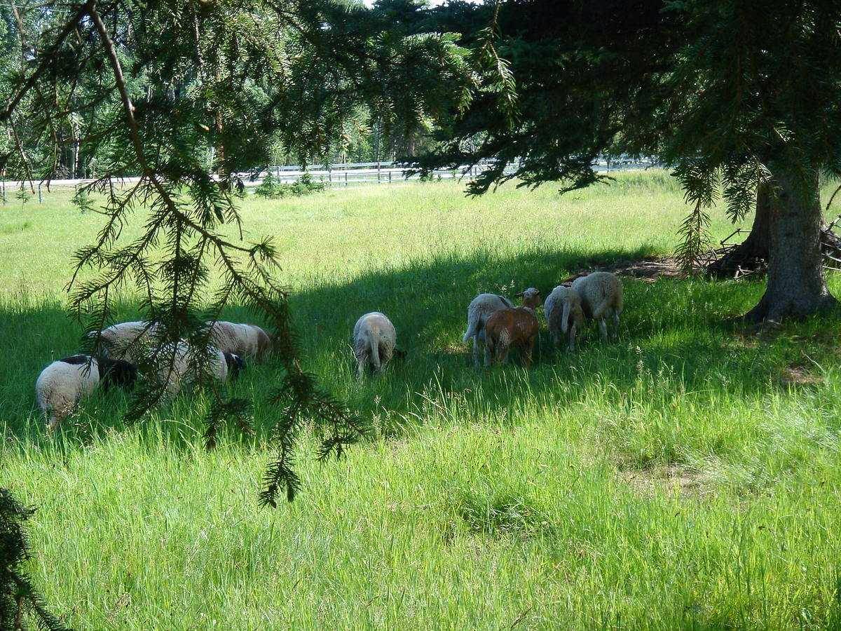 215 Wintergreen RD, Rural Rocky View County, AB T0L 0K0