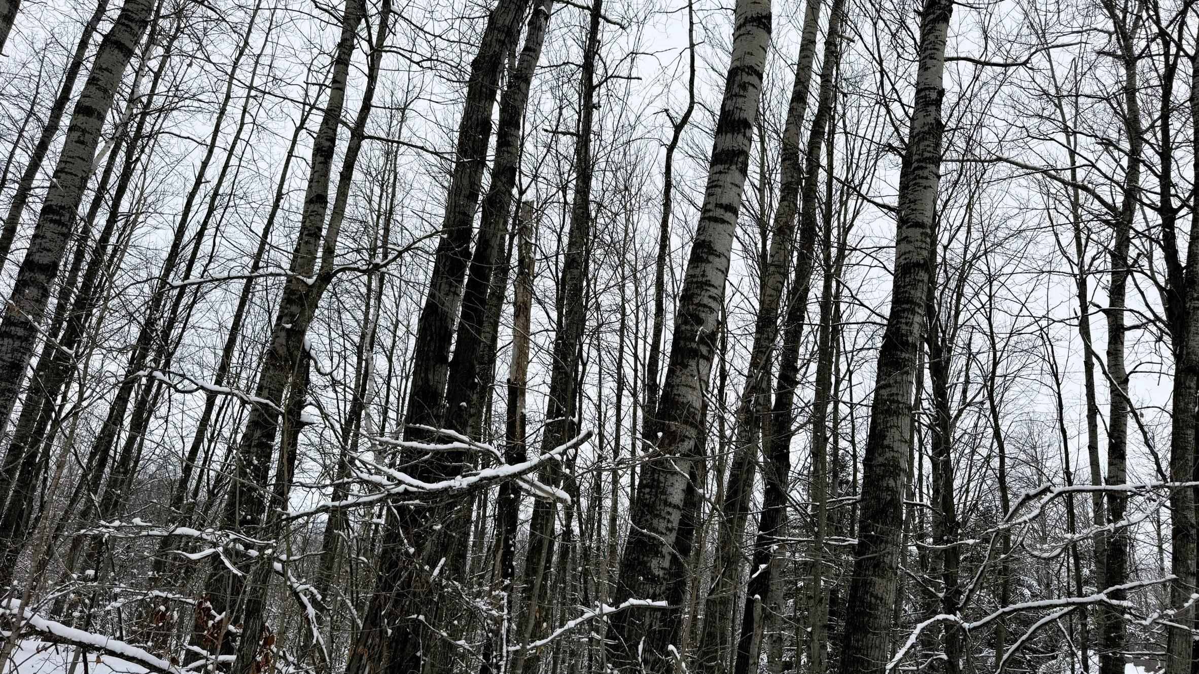 Lot 35 Wilderness DR, Mancelona Twp, MI 49659