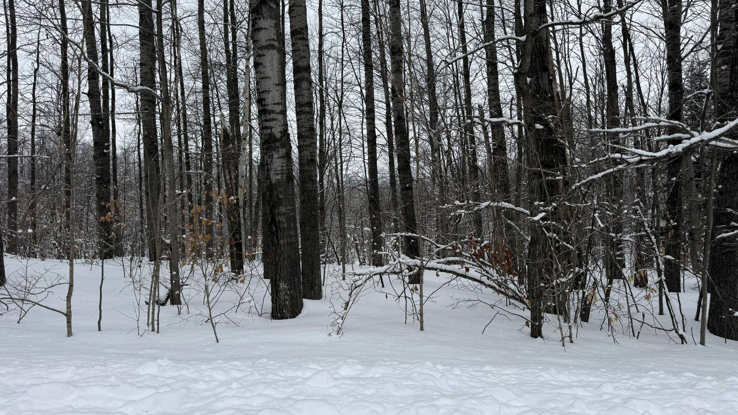 Lot 35 Wilderness DR, Mancelona Twp, MI 49659