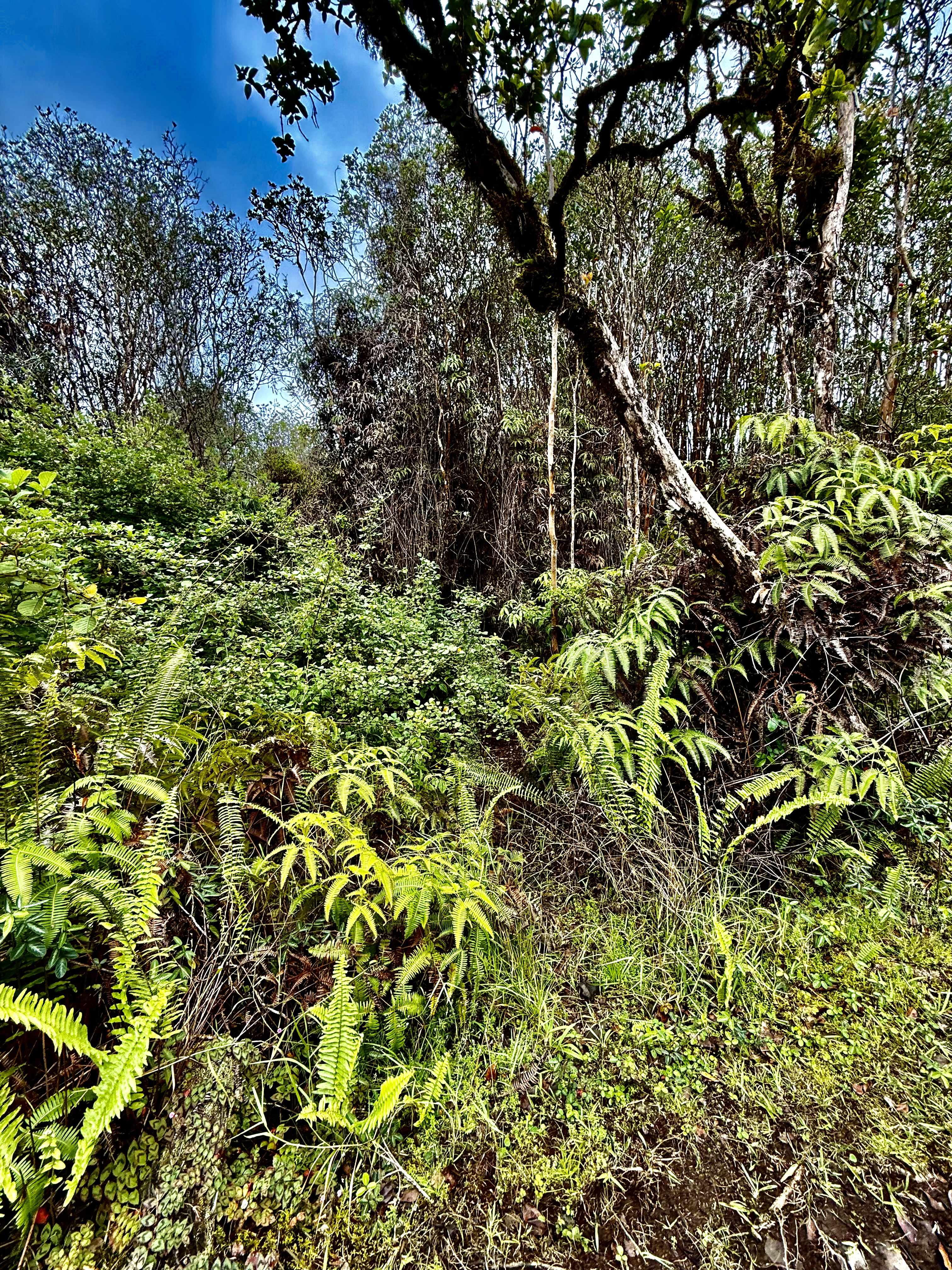 ROAD 9, Mountain View, HI 96771