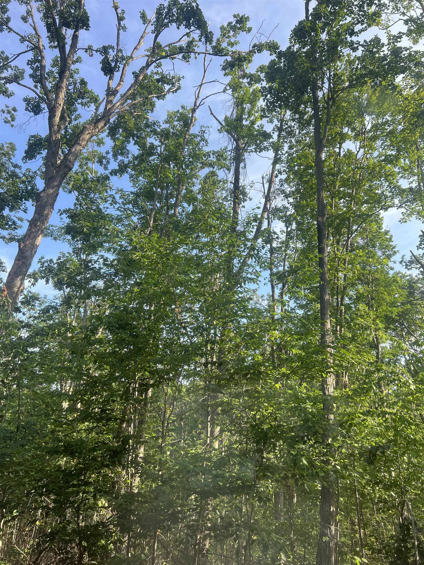 Lot 388 Wyndwood DR, Mancelona Twp, MI 49659