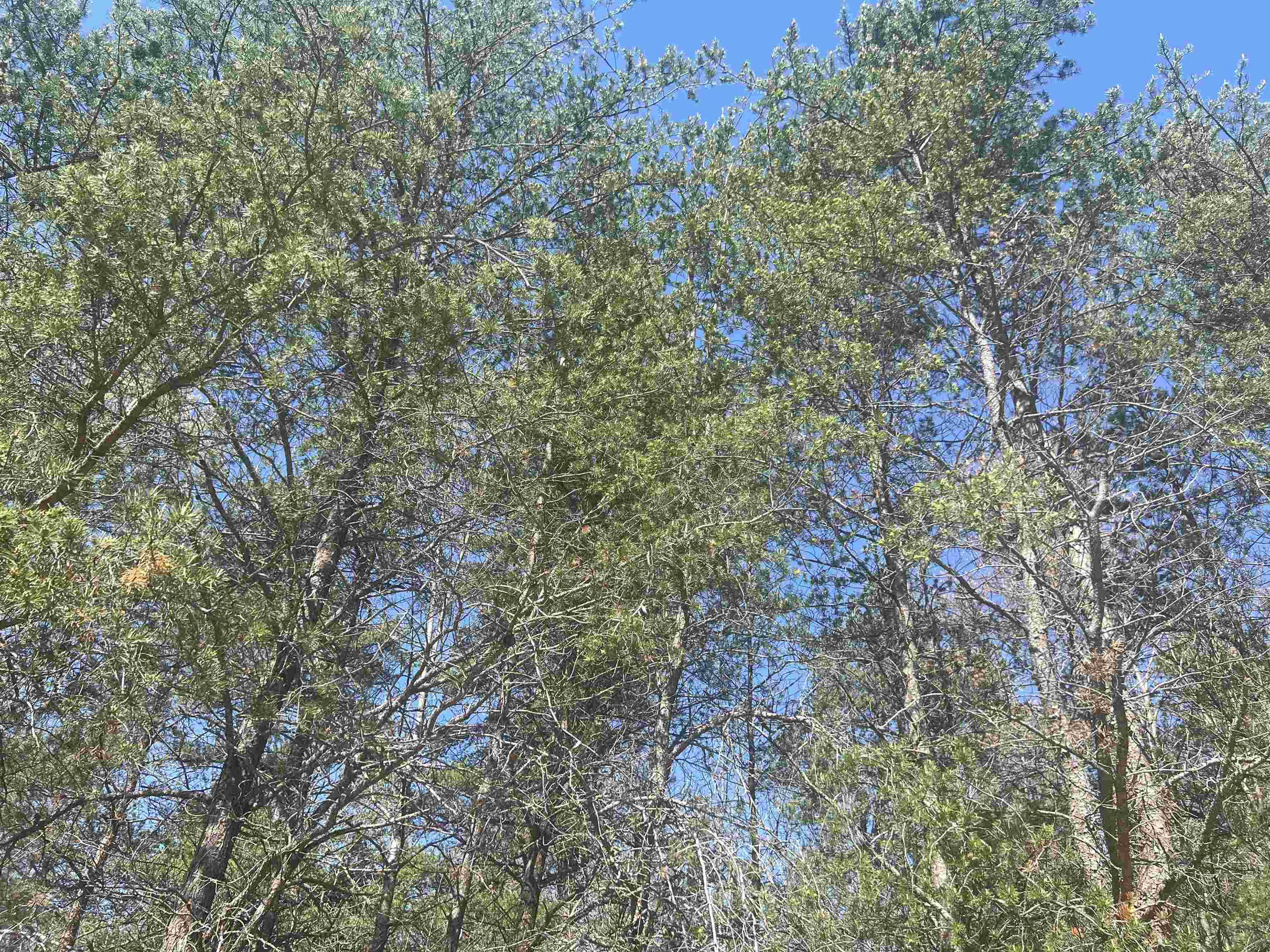 Lot 388 Wyndwood DR, Mancelona Twp, MI 49659