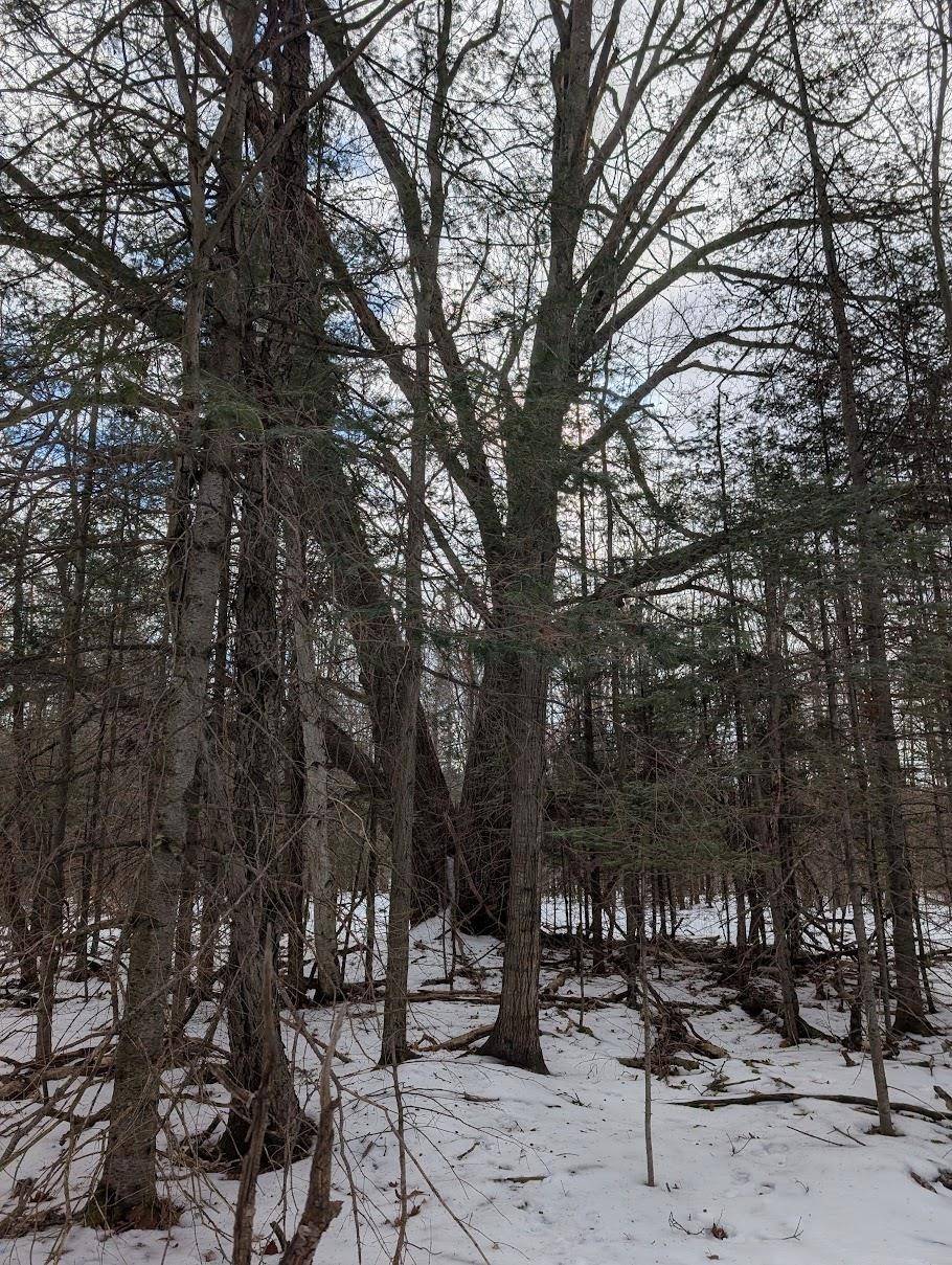 2370 S Coville RD, Greenbush Twp, MI 48745