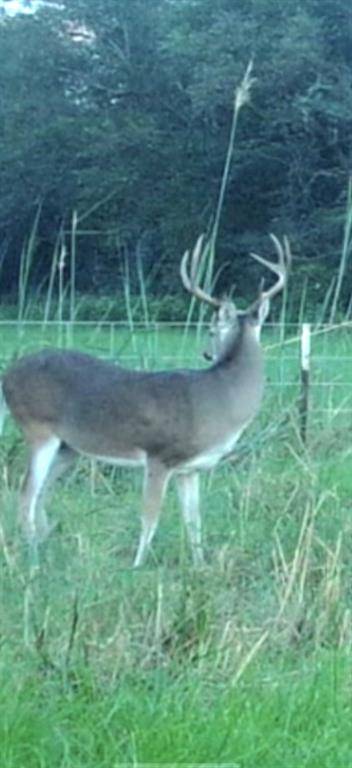 TBD 12 FM 1848, Buffalo, TX 75831