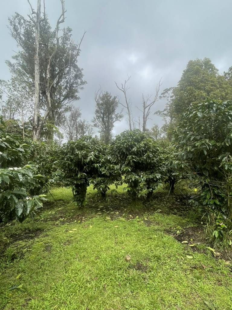 KOKOKAHI RD, Volcano, HI 96785
