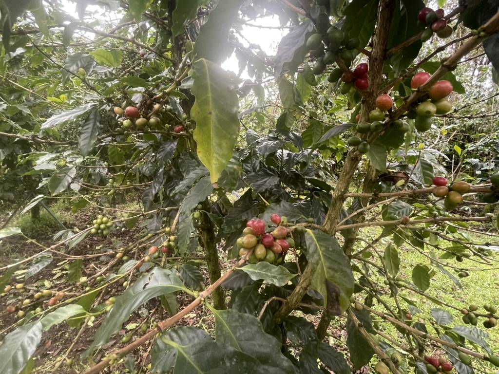 KOKOKAHI RD, Volcano, HI 96785