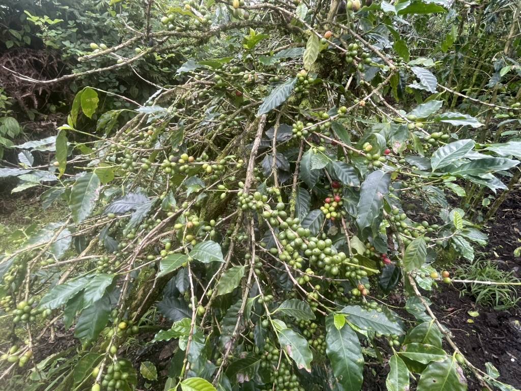 KOKOKAHI RD, Volcano, HI 96785