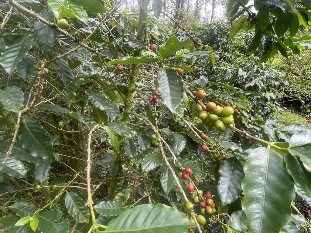 KOKOKAHI RD, Volcano, HI 96785