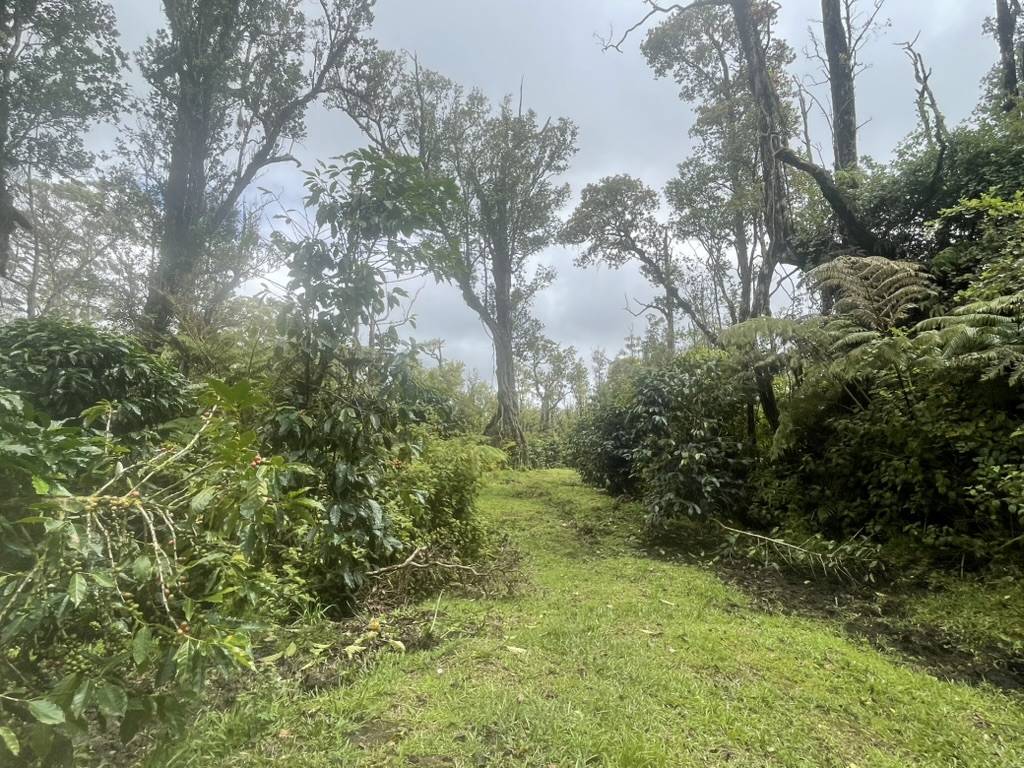 KOKOKAHI RD, Volcano, HI 96785