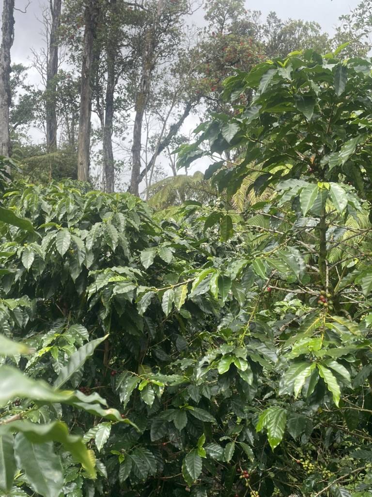 KOKOKAHI RD, Volcano, HI 96785