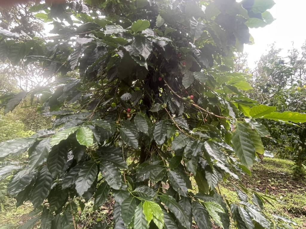 KOKOKAHI RD, Volcano, HI 96785