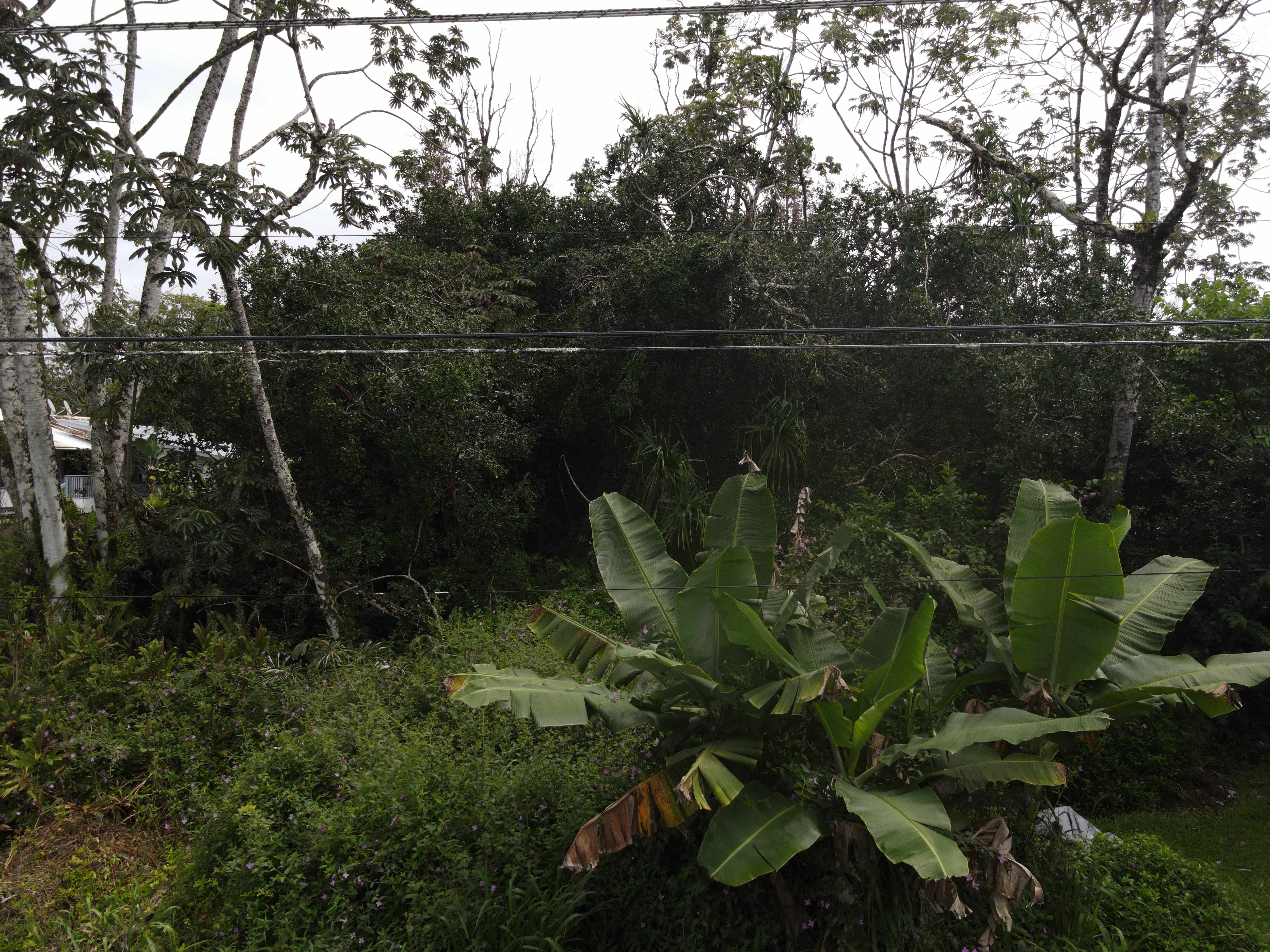 MOANA ST, Pahoa, HI 96778