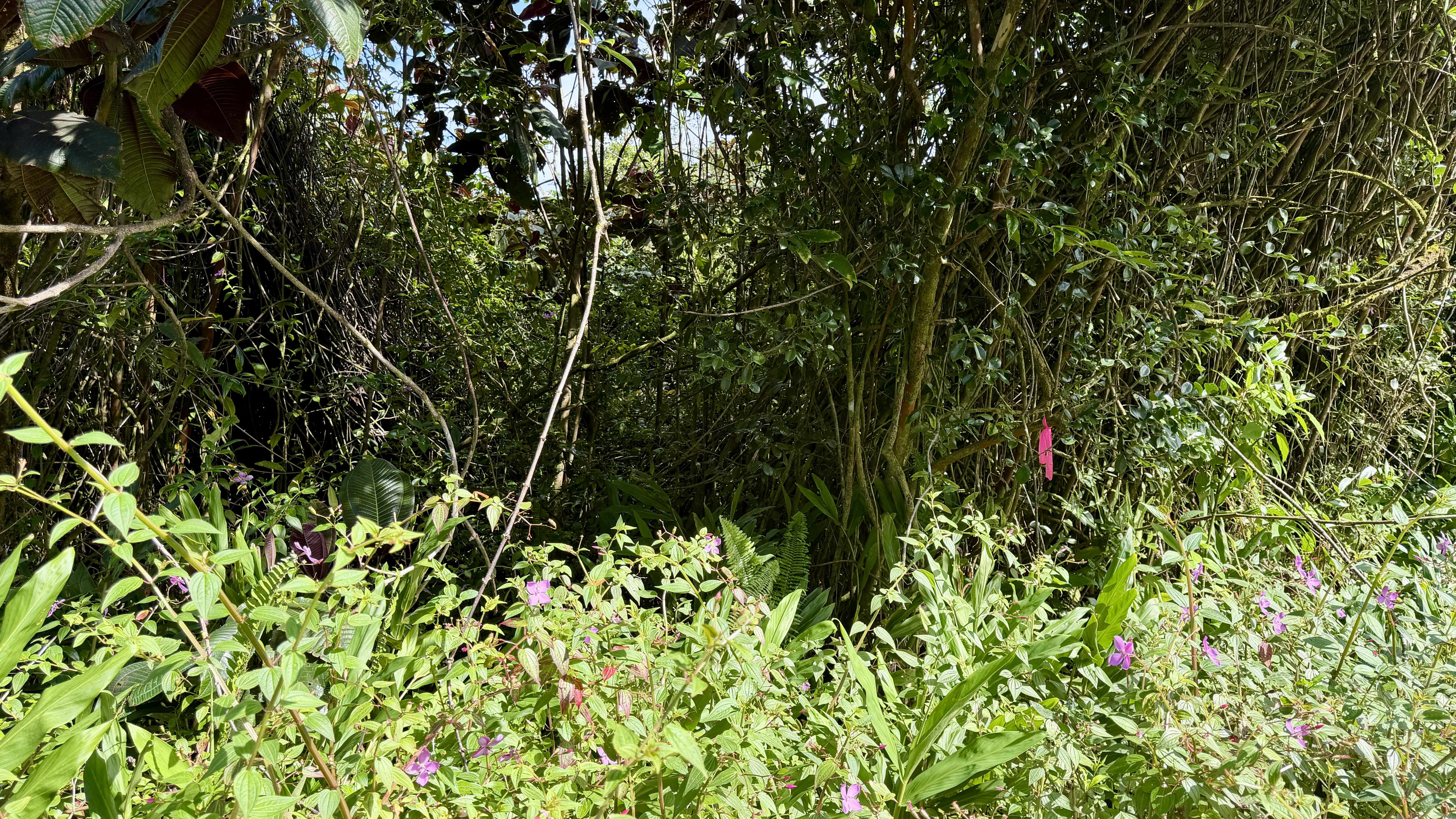 KUPONO ST, Pahoa, HI 96778