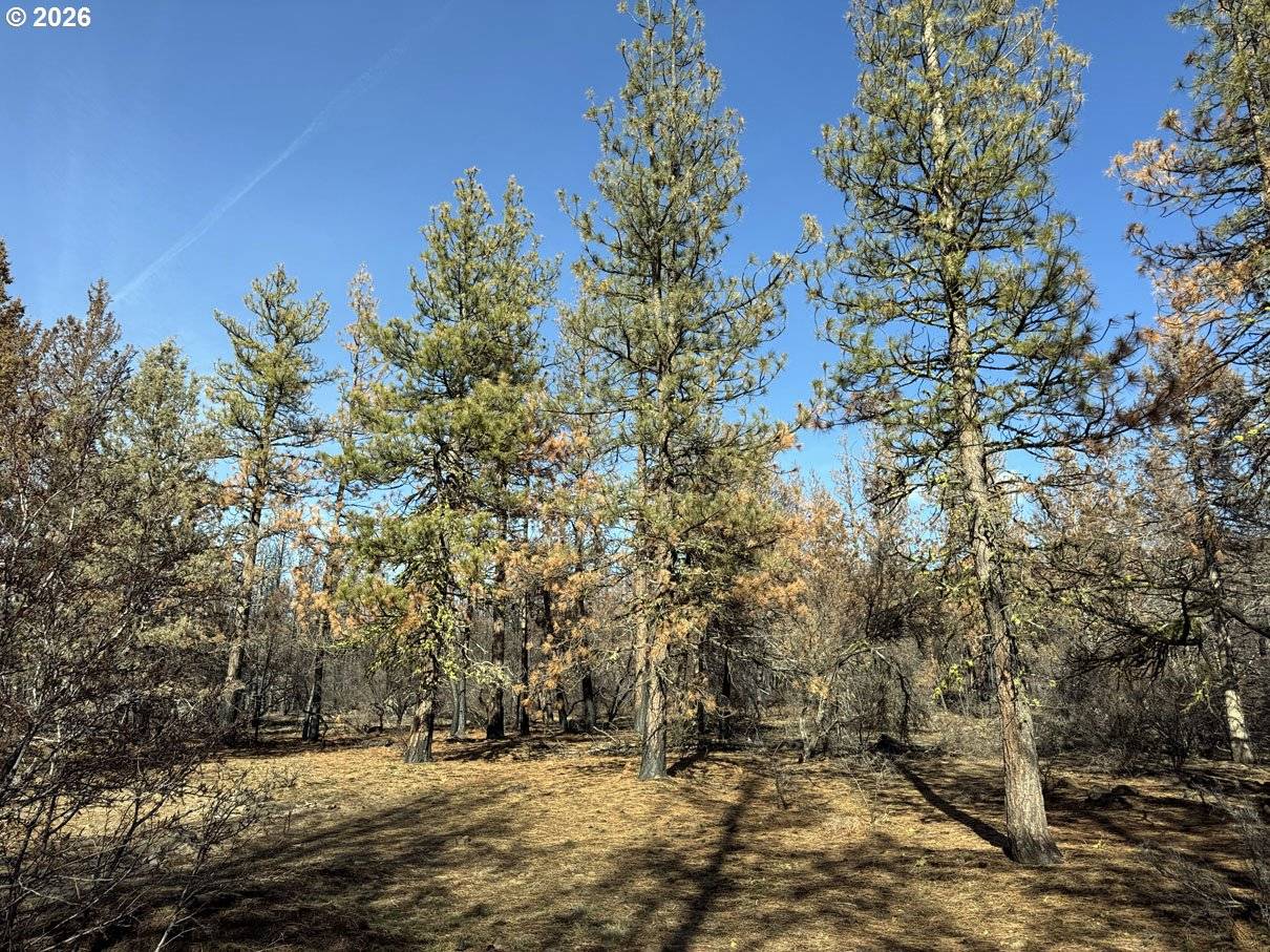 Hummingbird DR #4, Bonanza, OR 97623