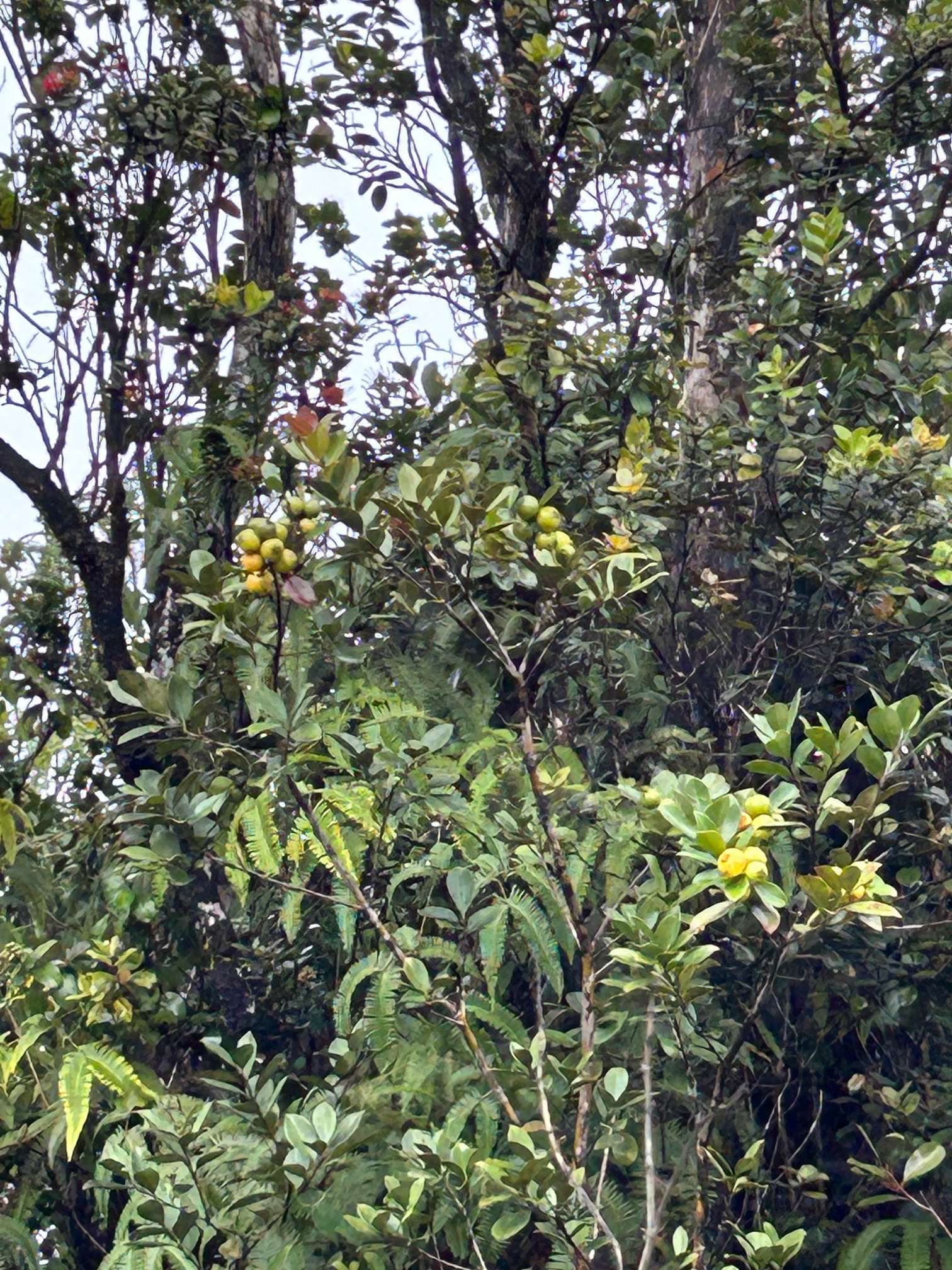 11-2496 MAKOA RD, Volcano, HI 96785