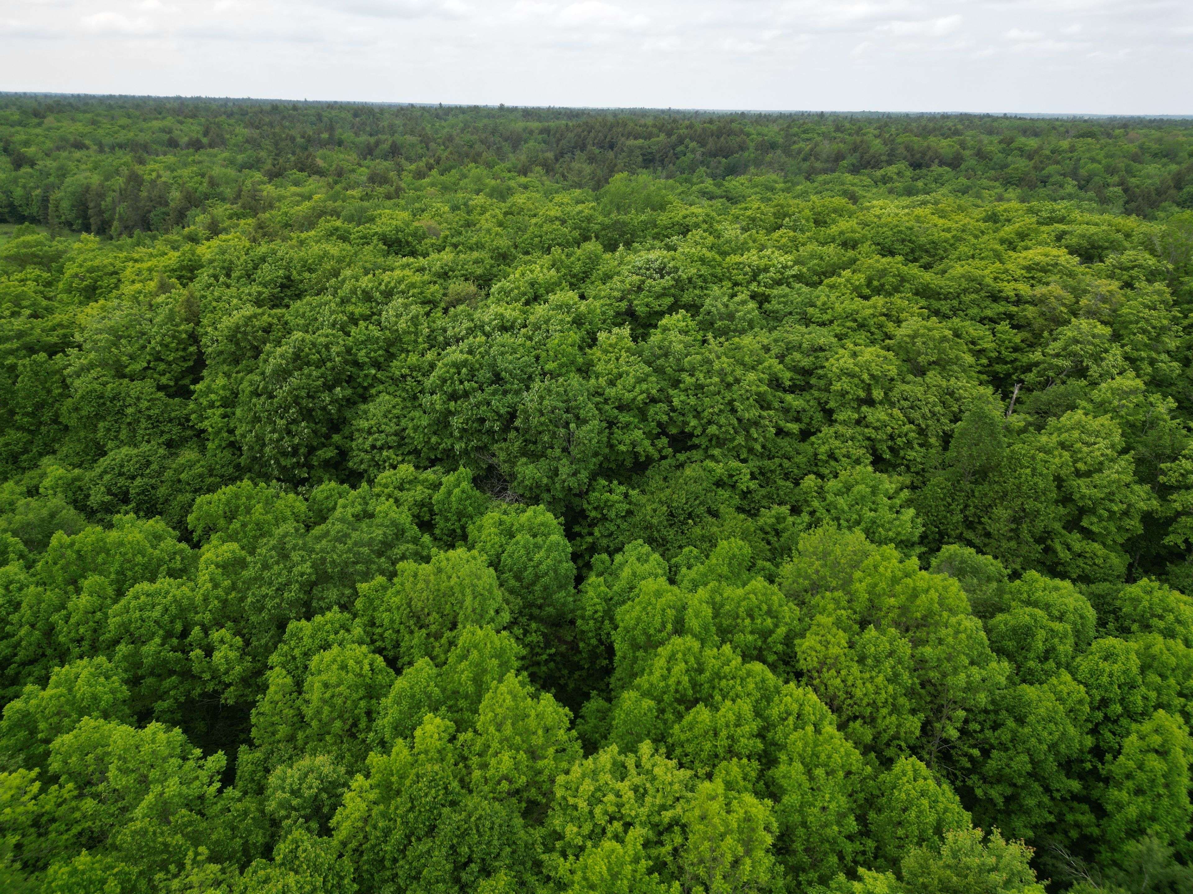 1990 North RD, Parry Sound Remote Area, ON P0H 1S0