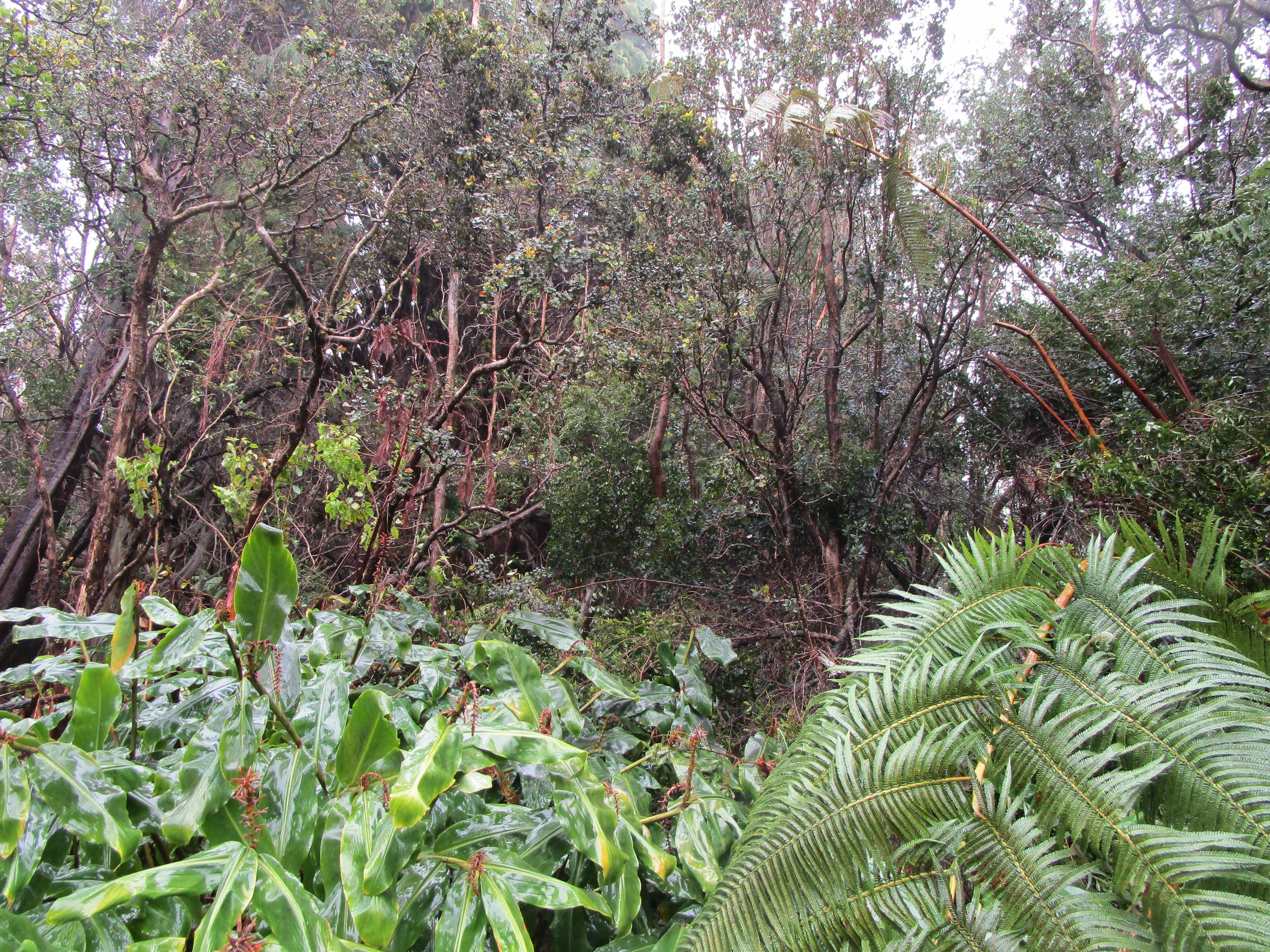 Volcano, HI 96785
