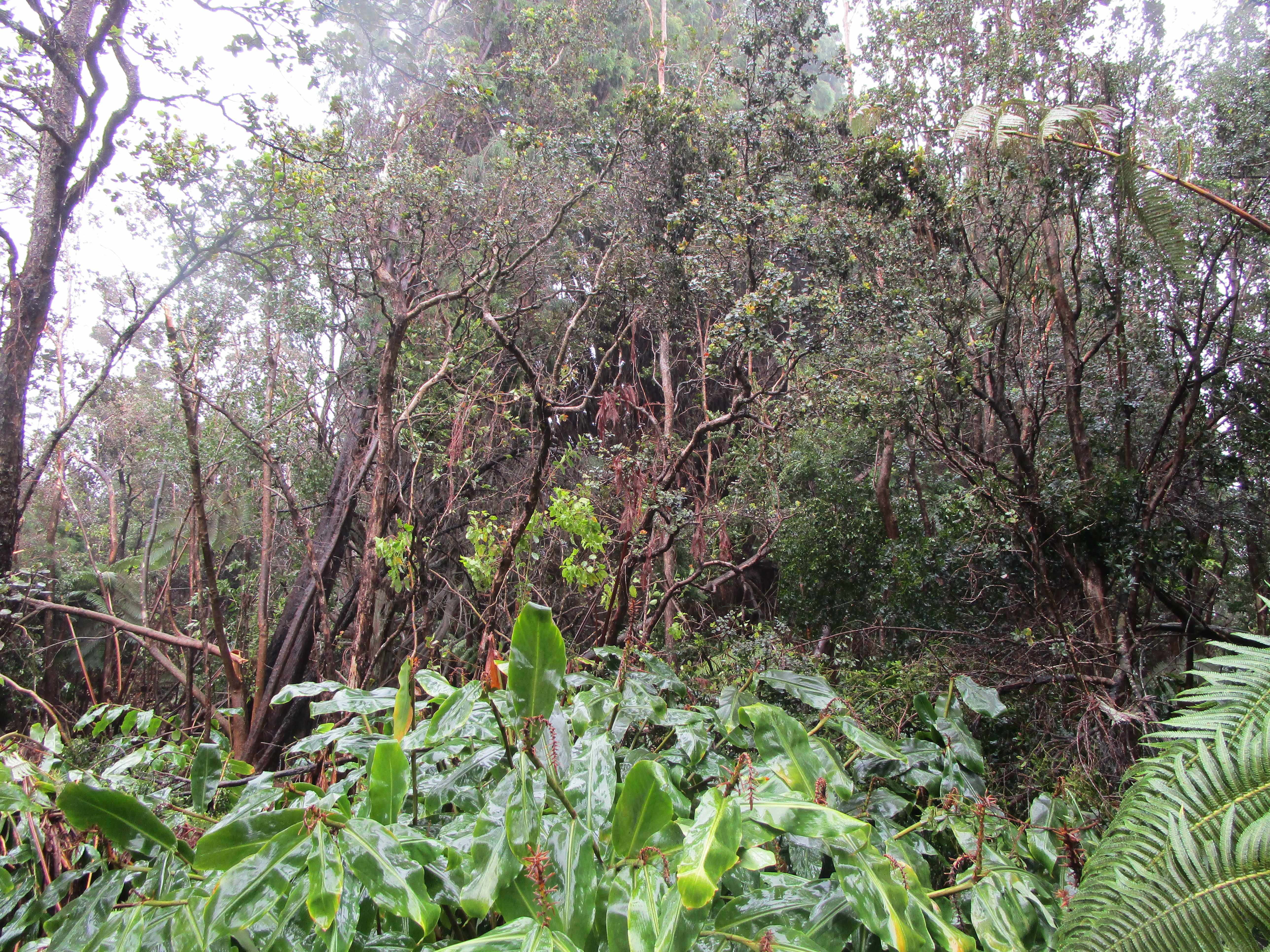 Volcano, HI 96785