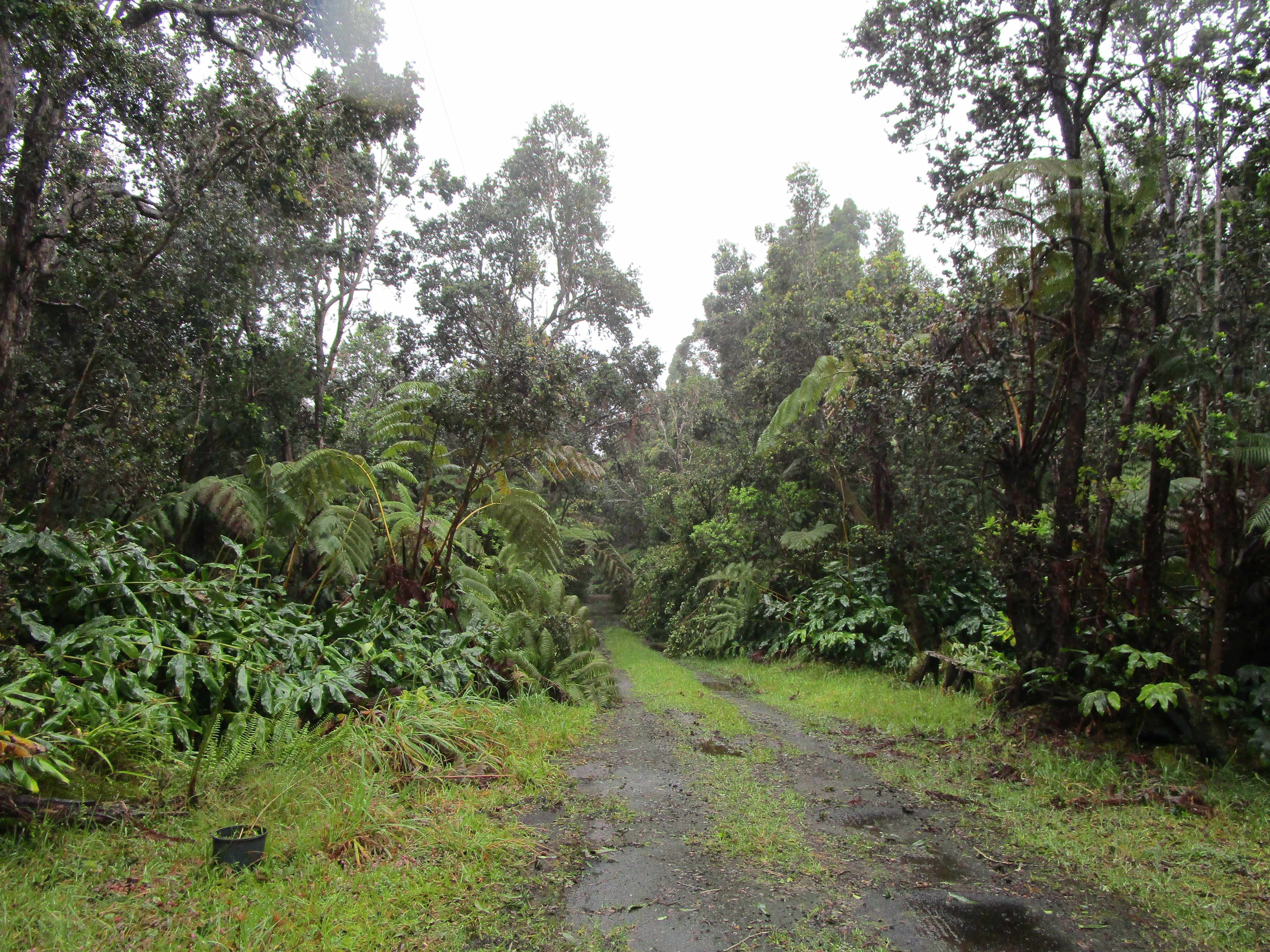 Volcano, HI 96785