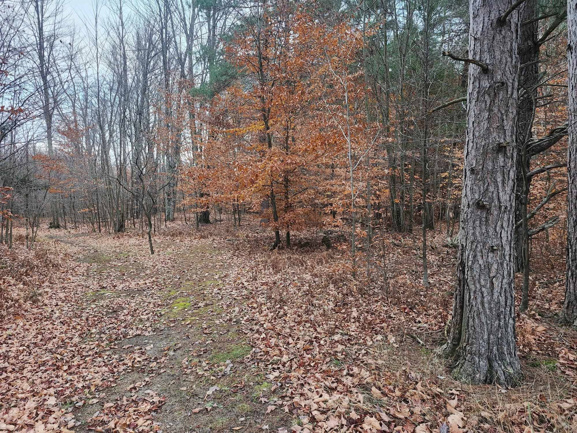 VL 9 Mile RD, Bear Lake Twp, MI 49645