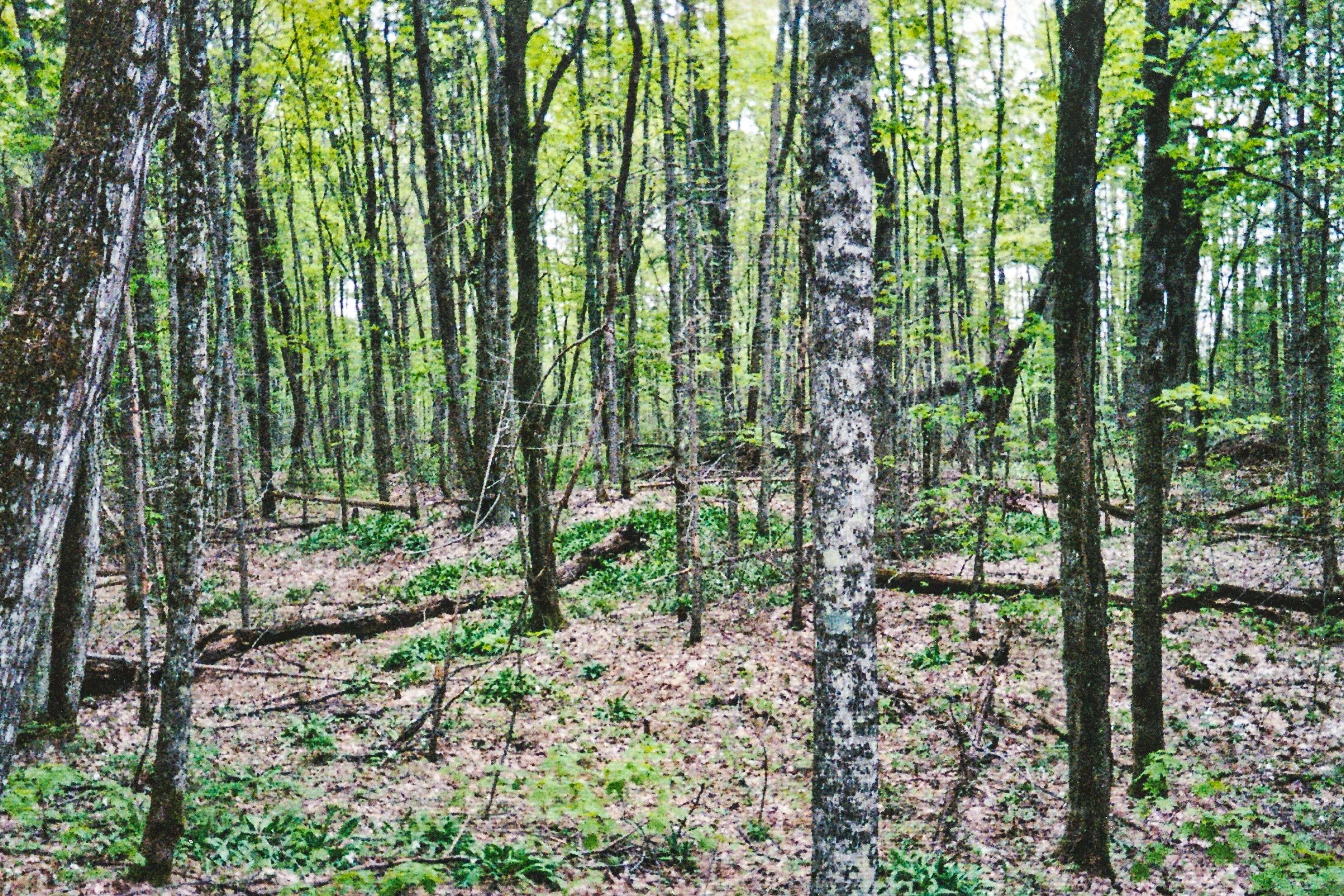 954 COUNTY 49 RD, Trent Lakes, ON K0M 1A0