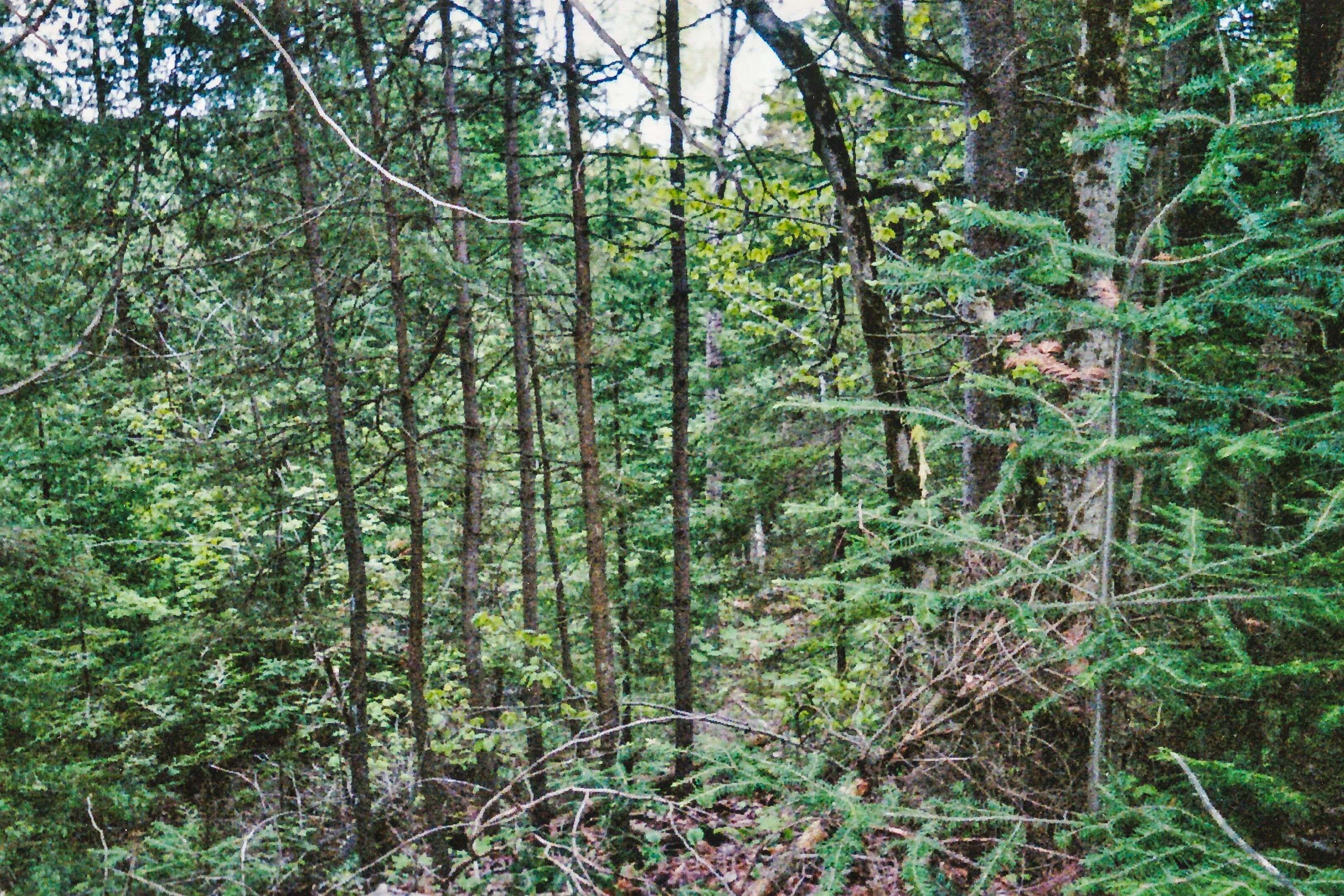 954 COUNTY 49 RD, Trent Lakes, ON K0M 1A0