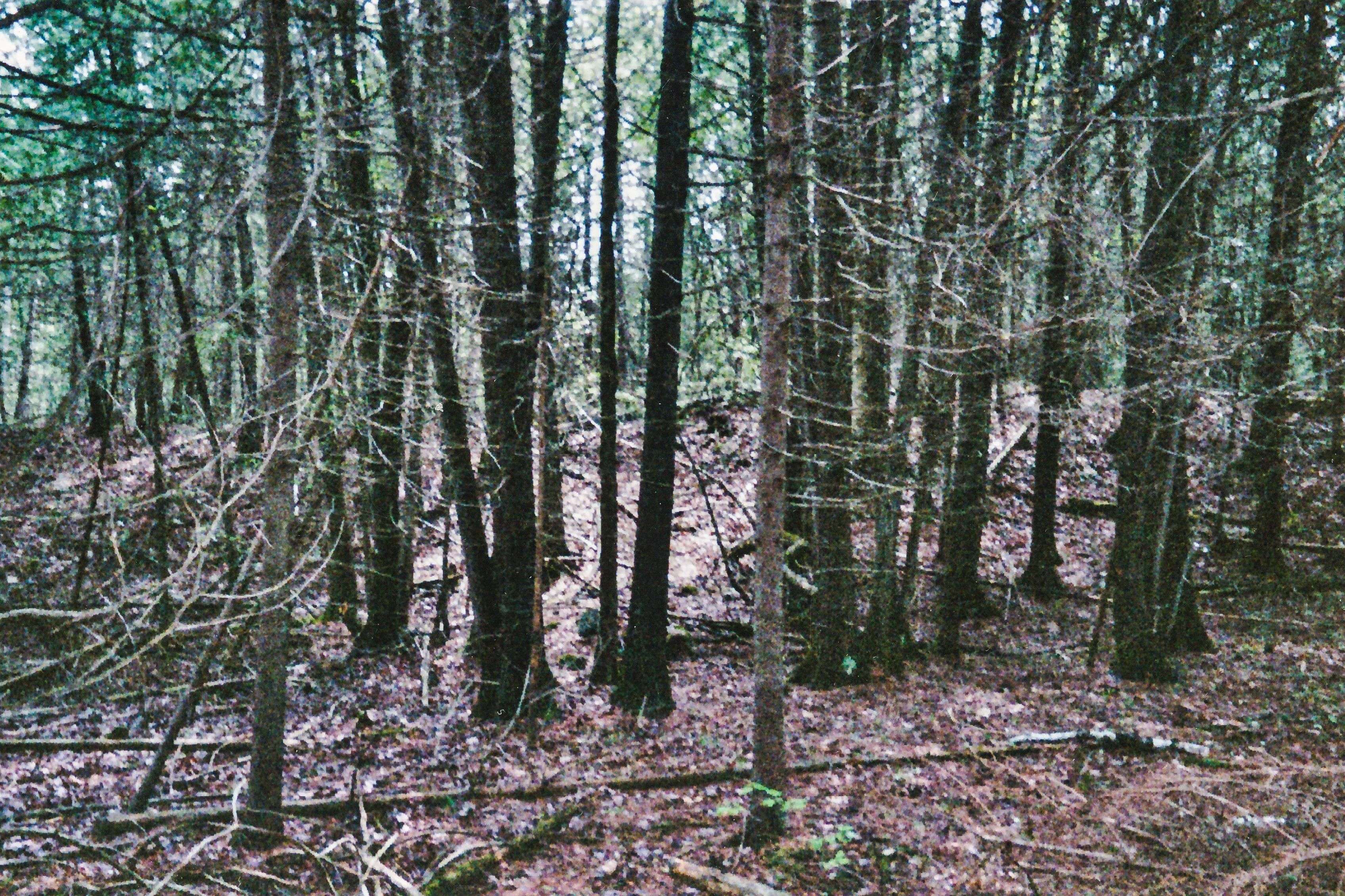 954 COUNTY 49 RD, Trent Lakes, ON K0M 1A0