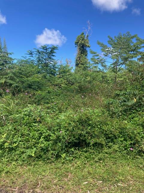 14-3481 SHELL RD, Pahoa, HI 96778