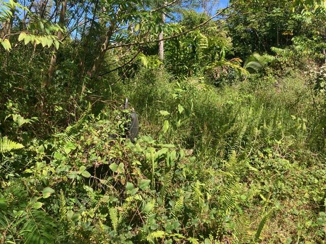 14-3481 SHELL RD, Pahoa, HI 96778