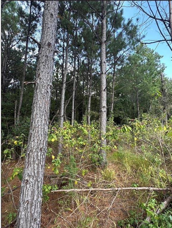 TBD County Road 1582, Avinger, TX 75630