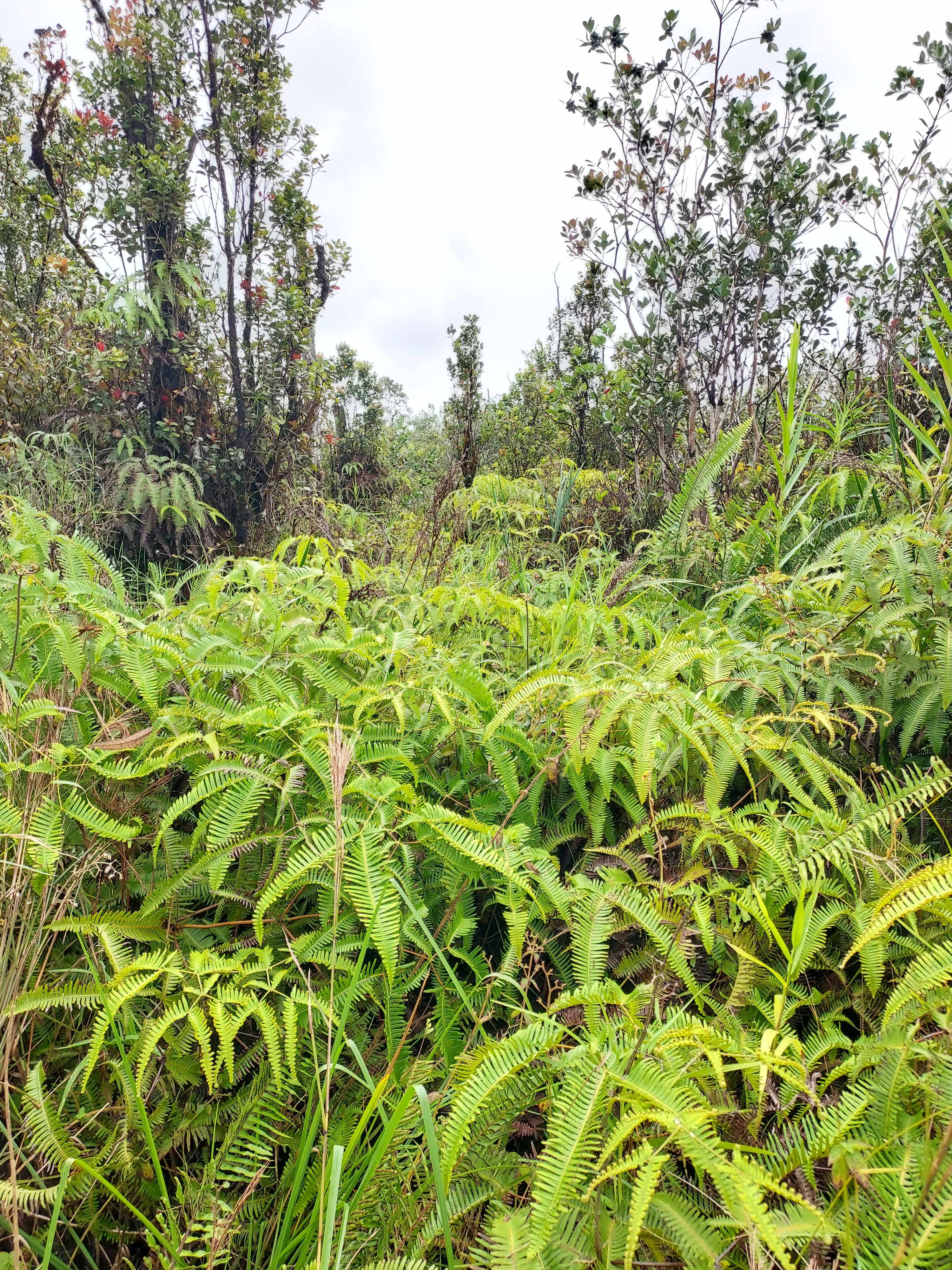 MIKANA ST, Mountain View, HI 96771