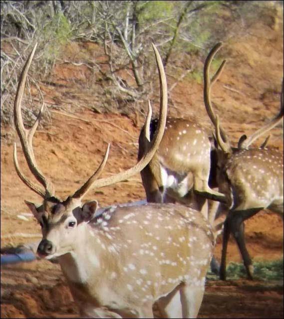 2367 County Road 311, Gouldbusk, TX 76845