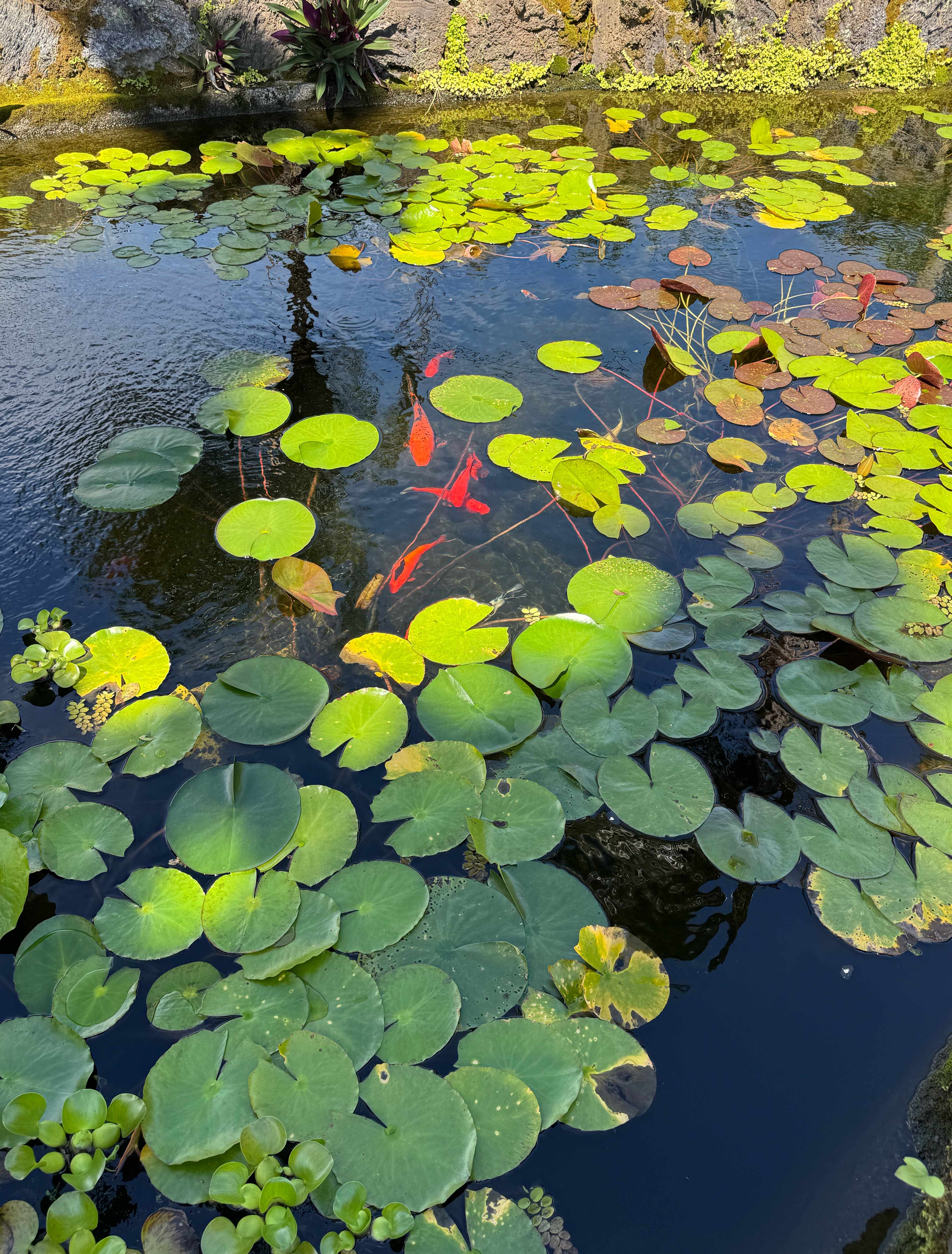 88-646 PAPA BAY DR, Captain Cook, HI 96704