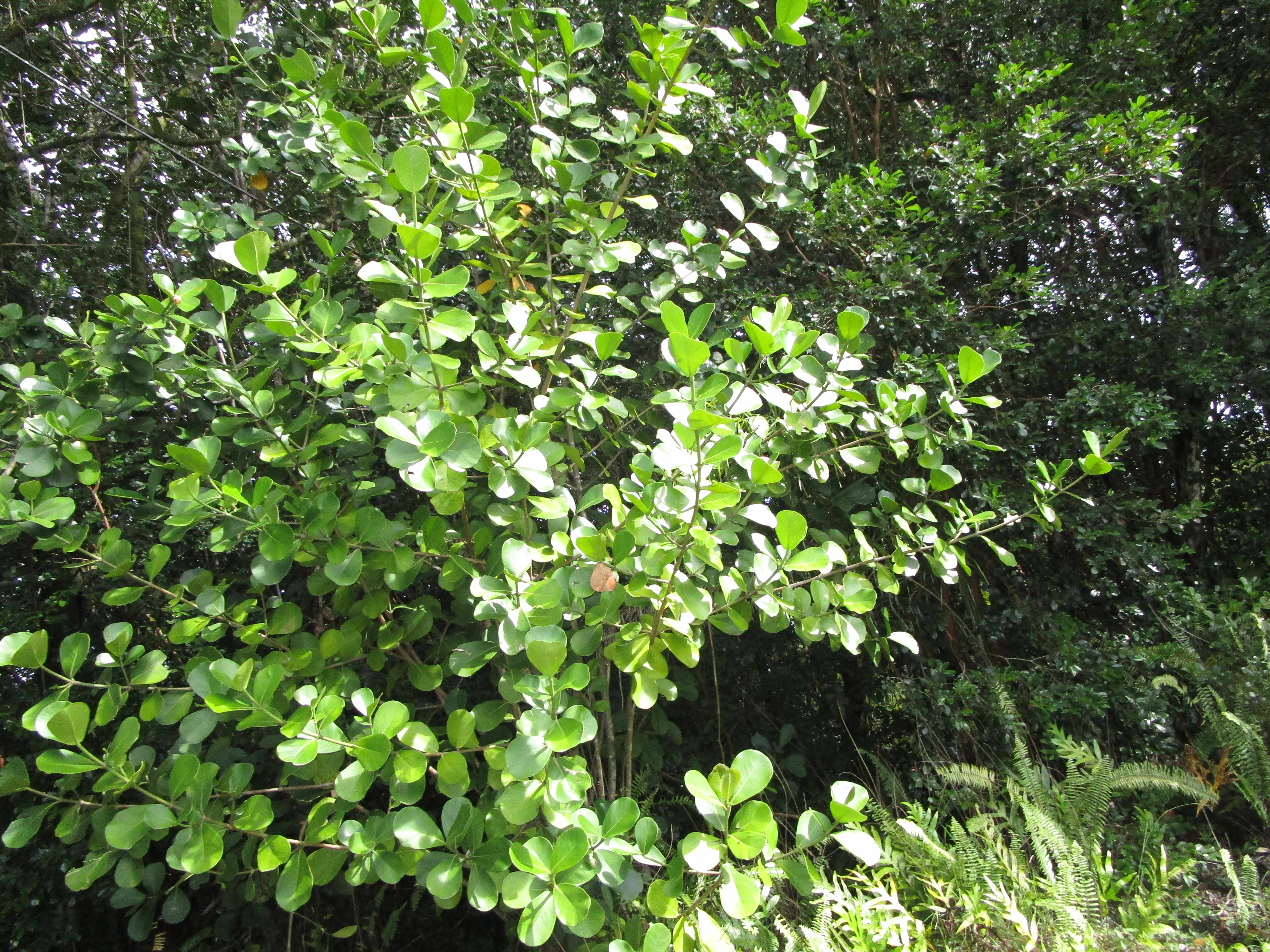 AMAU RD, Keaau, HI 96749